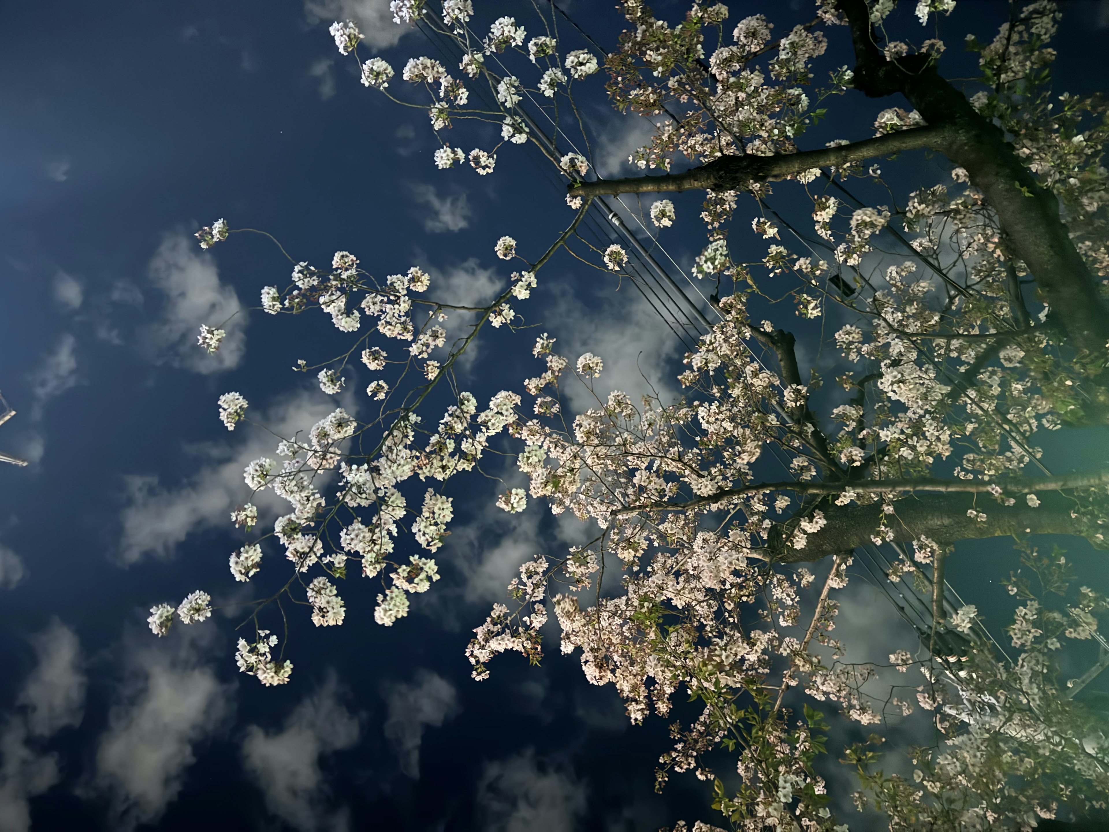 櫻花花瓣在藍天下飄舞