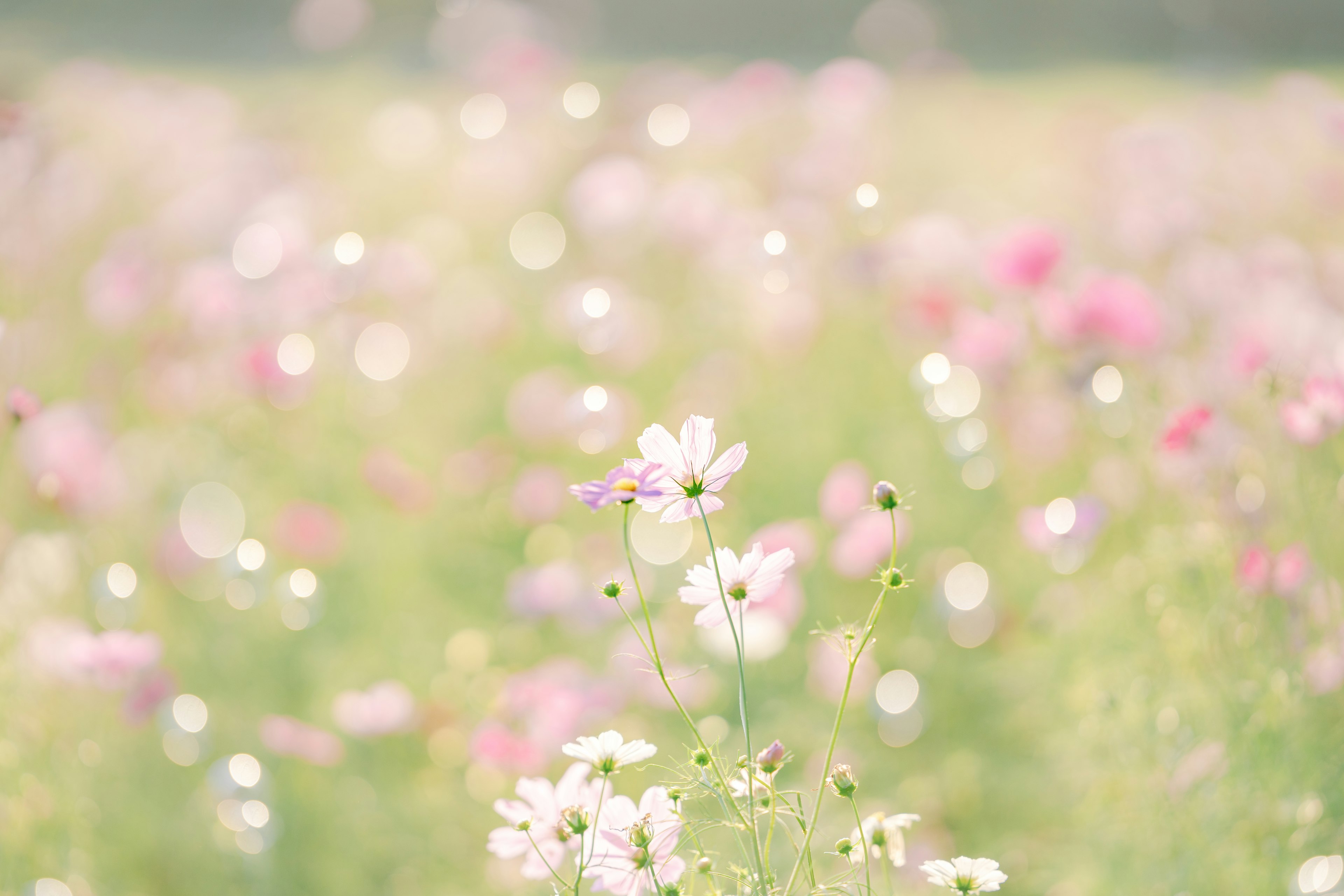 淡い色合いの花々が咲く風景