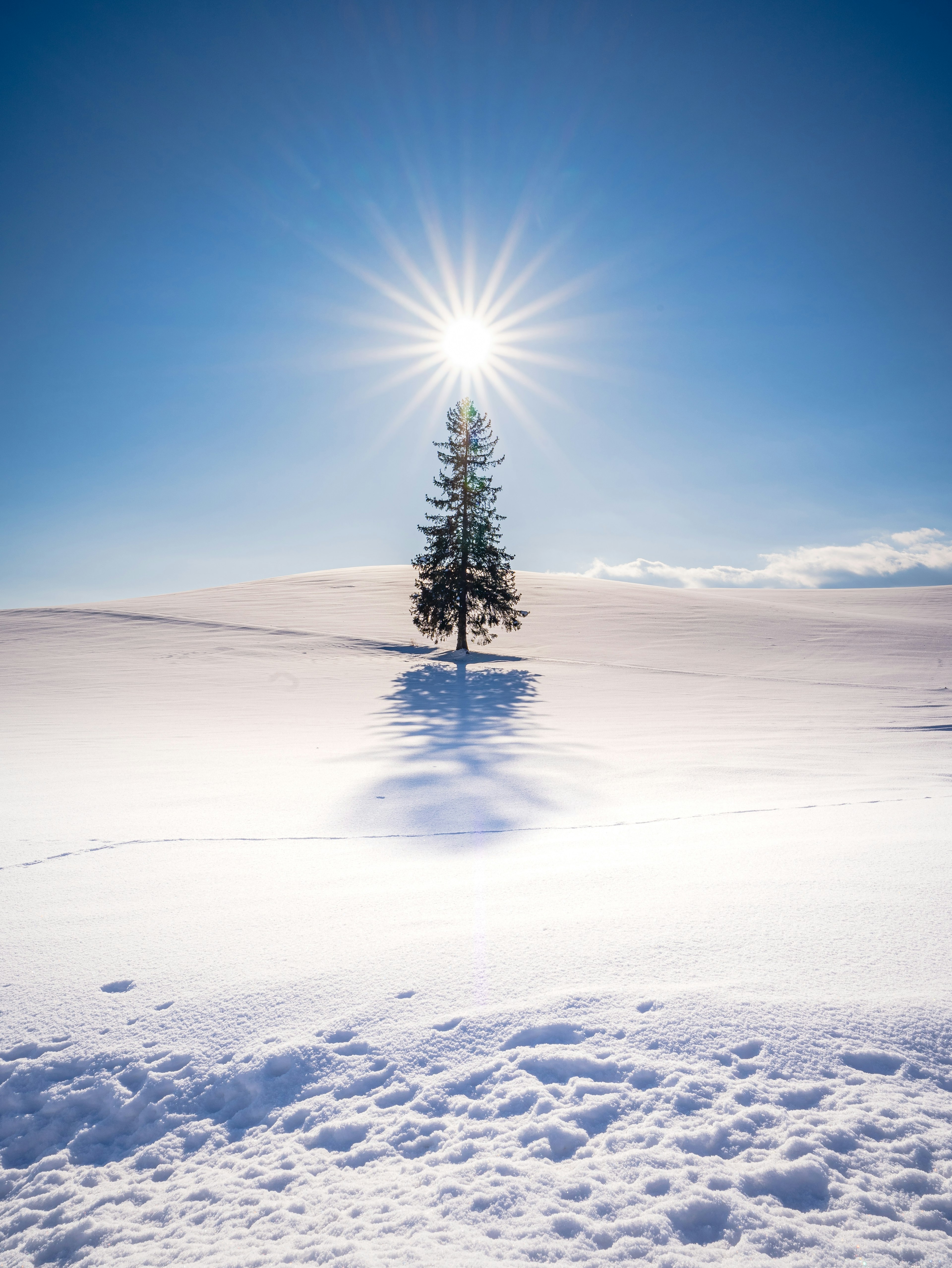 A single tree standing in a snowy landscape with a bright sun shining