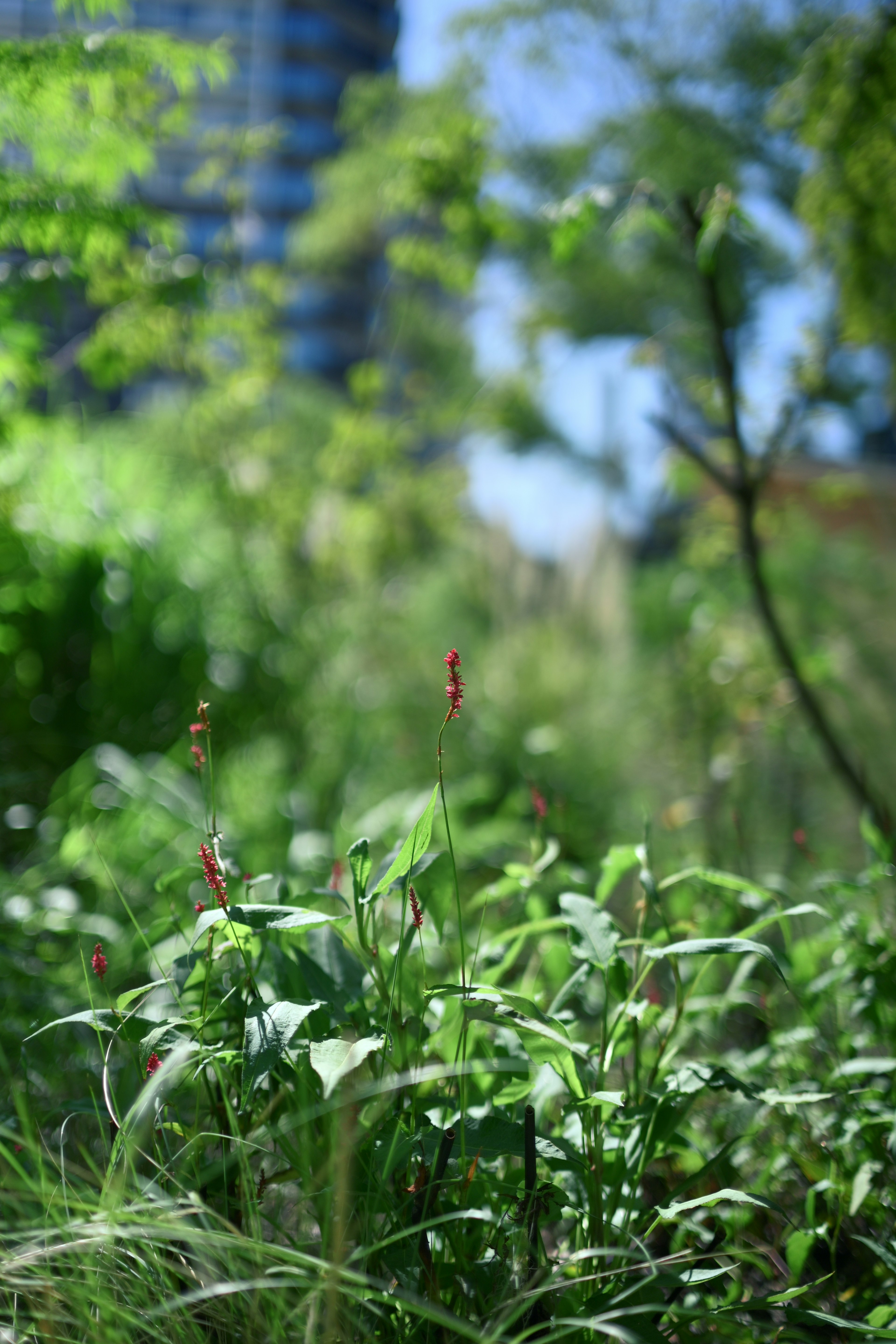 Végétation luxuriante avec des plantes fleuries au premier plan et un bâtiment en arrière-plan