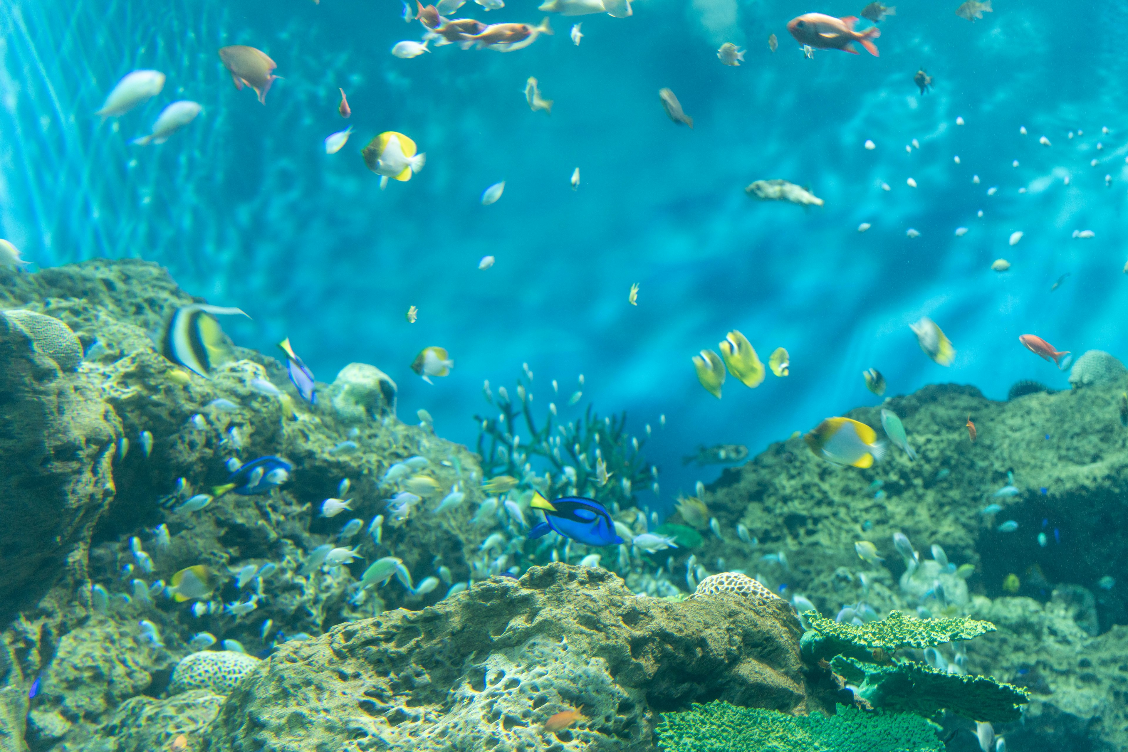 Underwater scene with colorful fish swimming around coral reefs and clear blue water