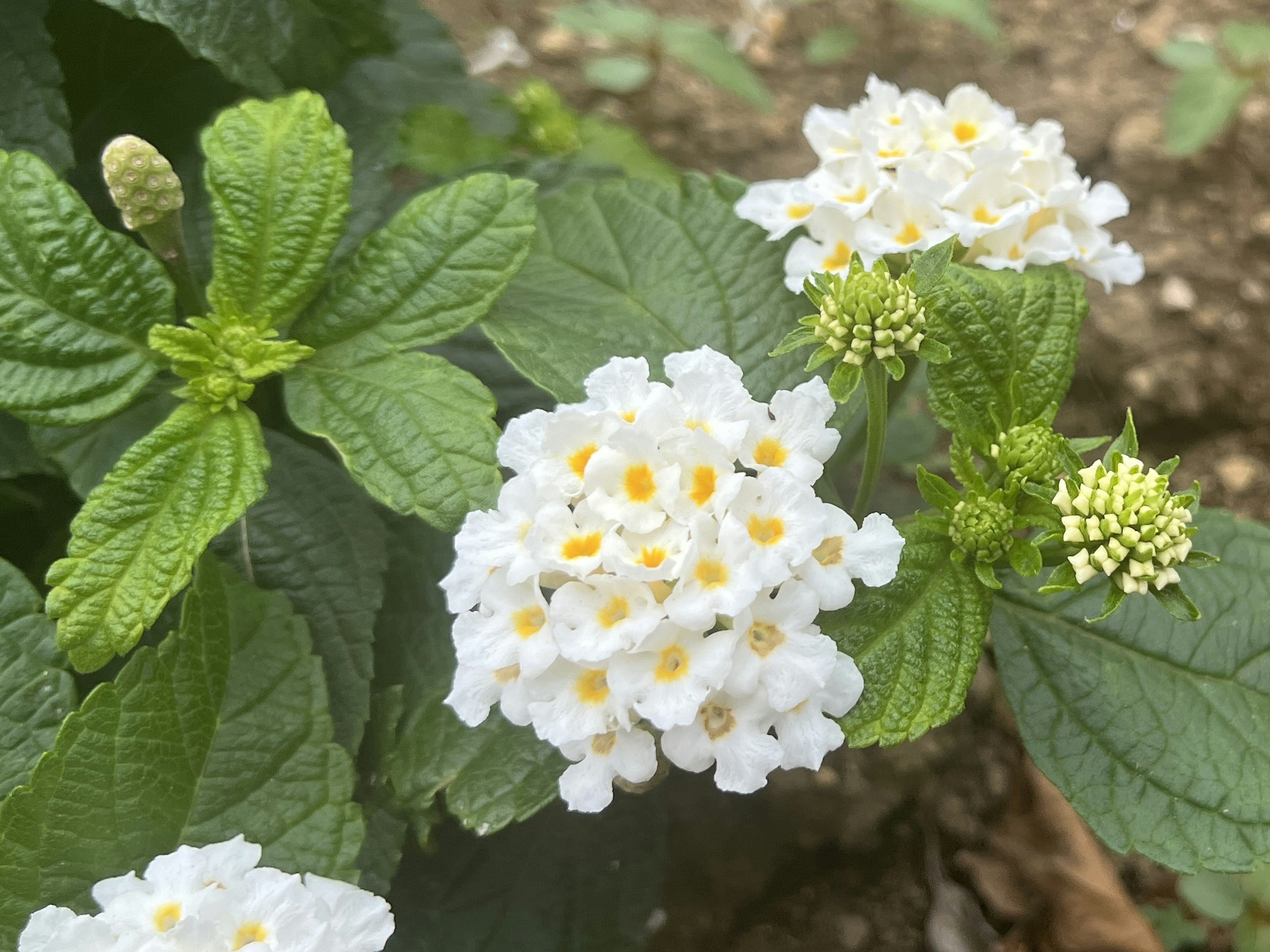 白いランタナの花と緑の葉のクローズアップ