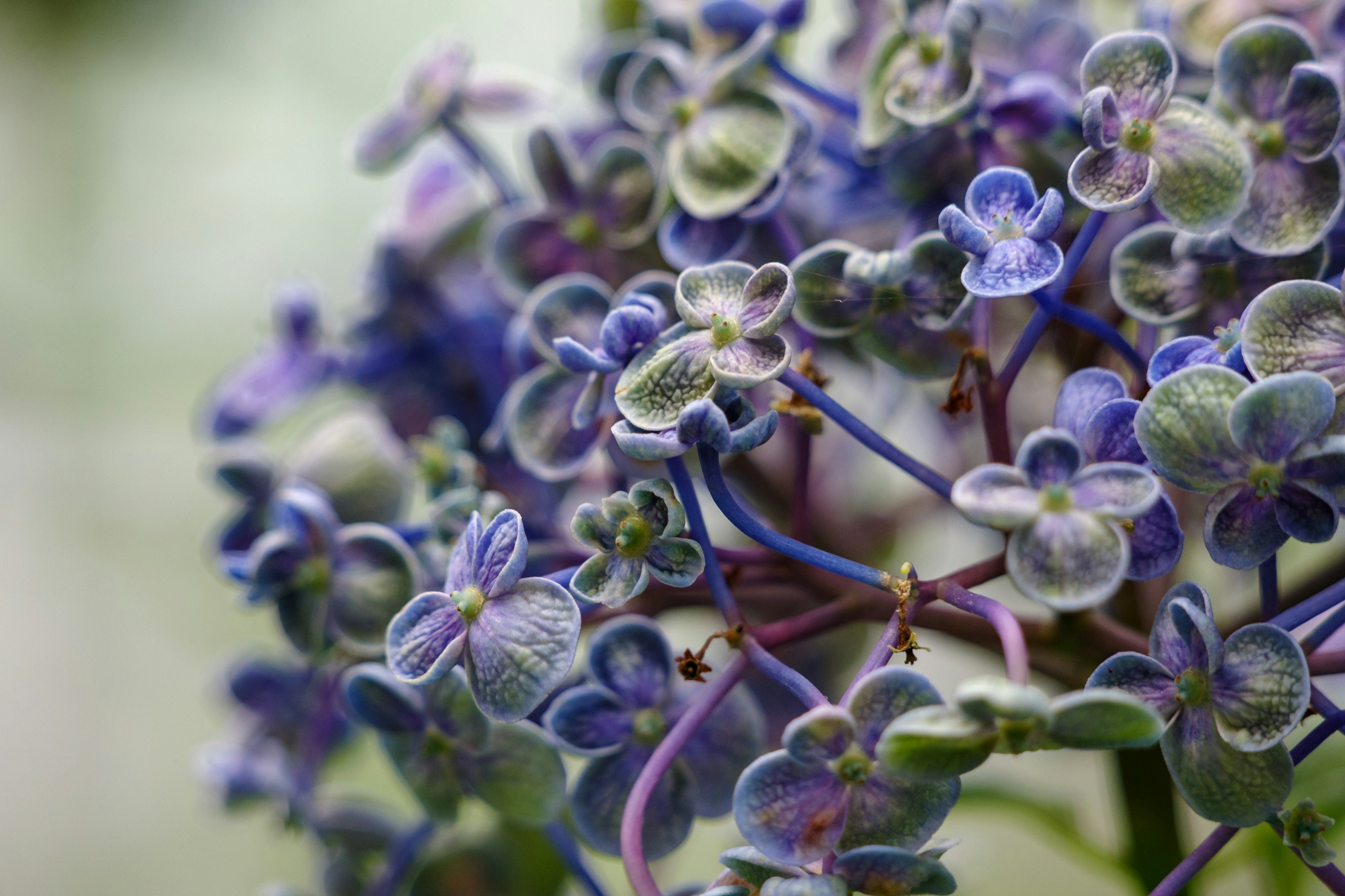 Nahaufnahme von blau-lila Blumen mit komplizierten Blütenblättern und Blattdetails