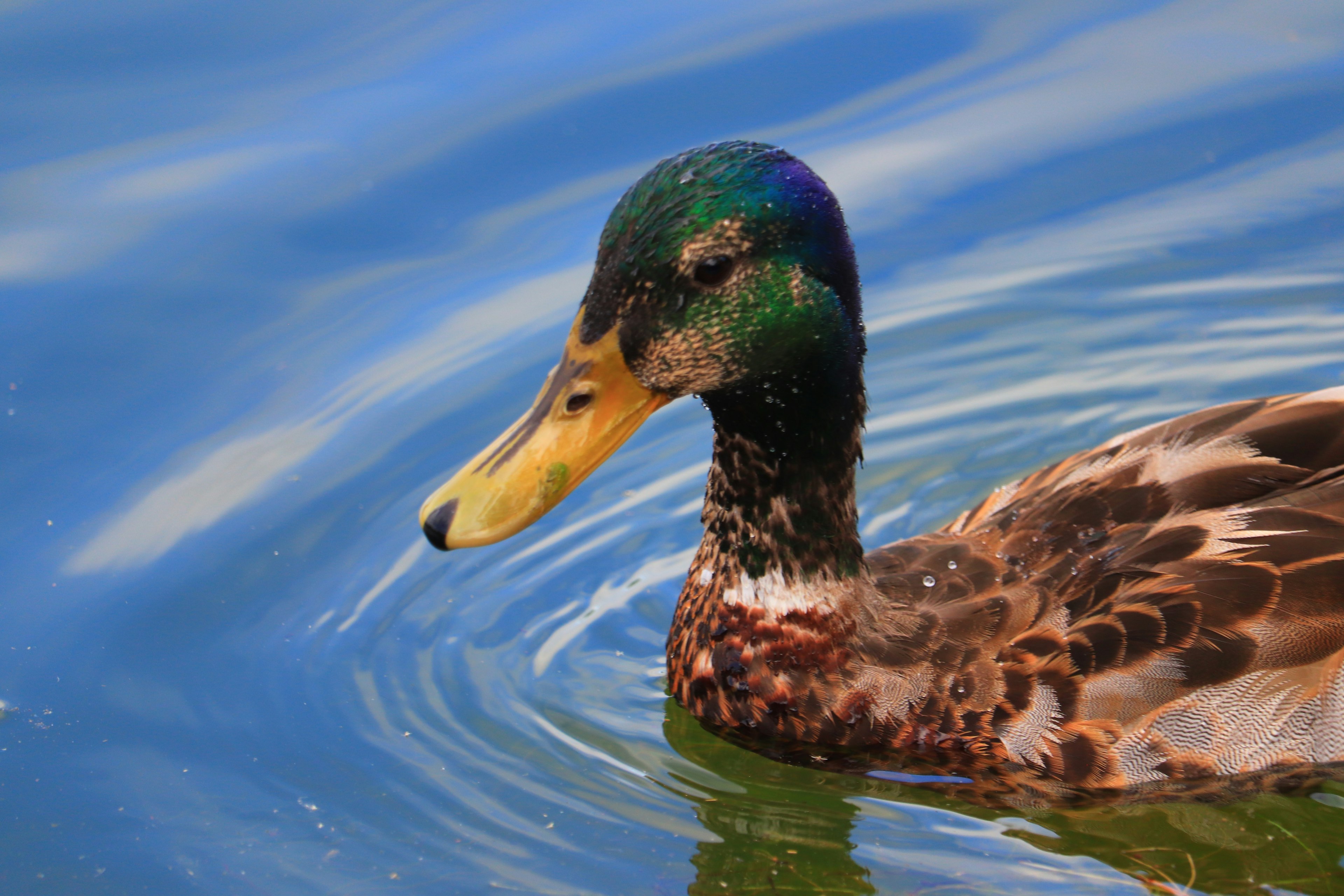 Perfil lateral de un pato nadando en el agua con una cabeza verde vibrante y plumas marrones