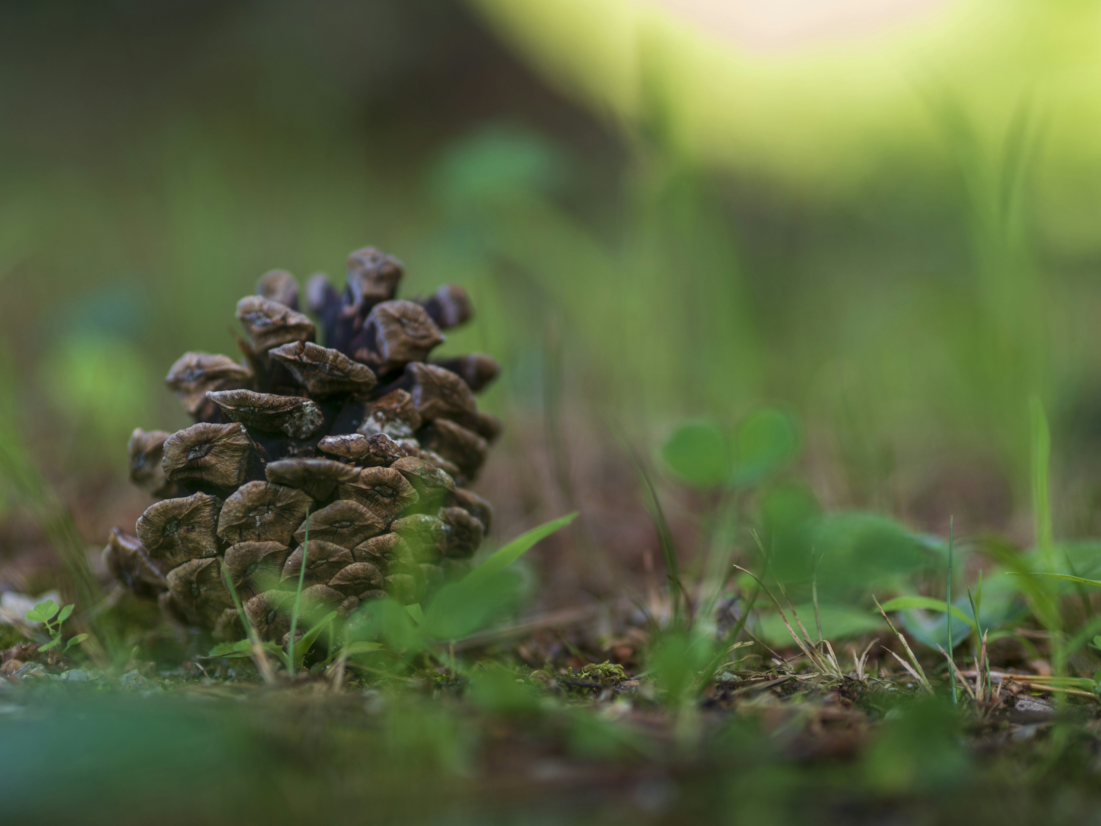 Nahaufnahme eines Kiefernzapfens im grünen Gras