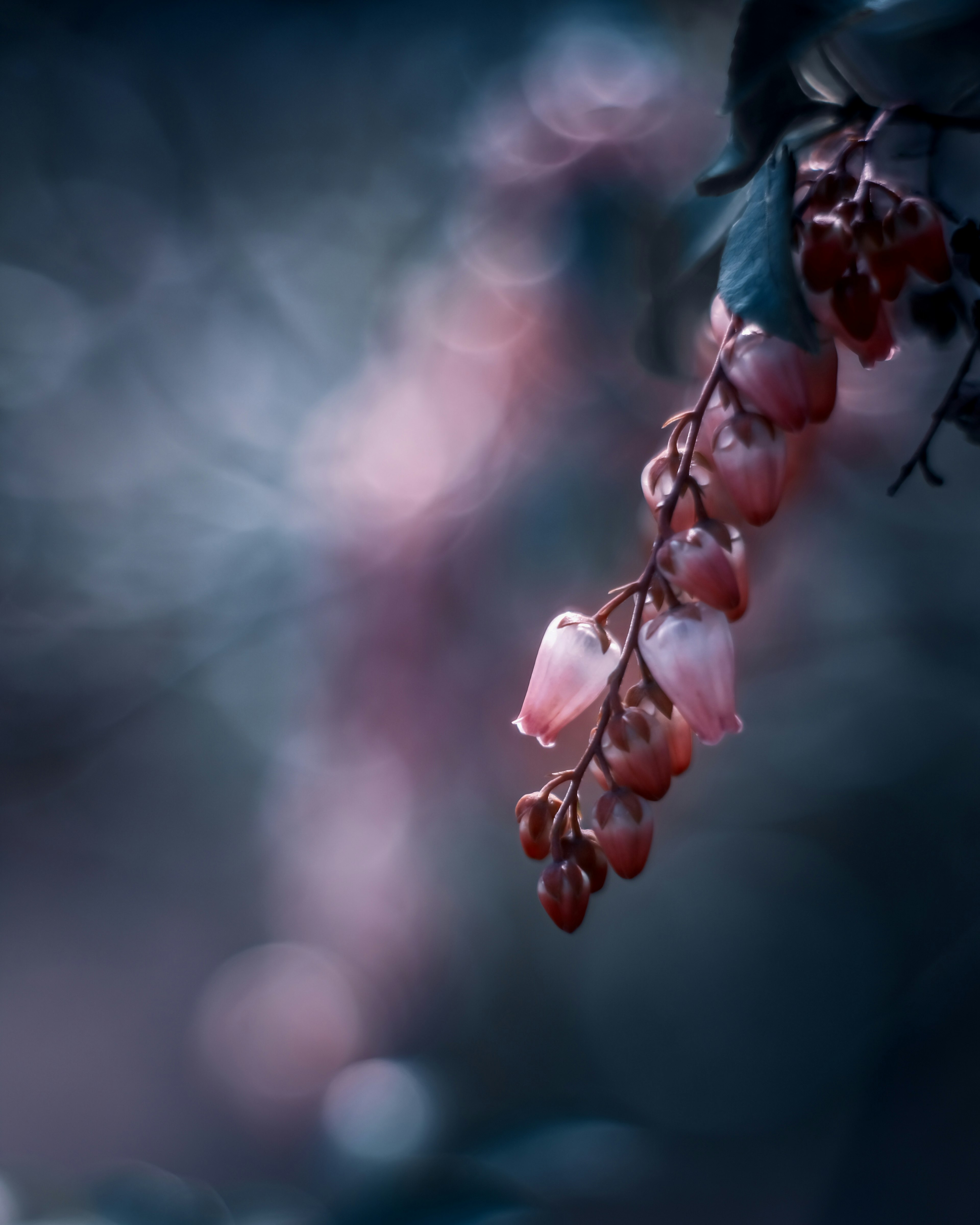 Gros plan d'une branche avec des fleurs roses délicates suspendues