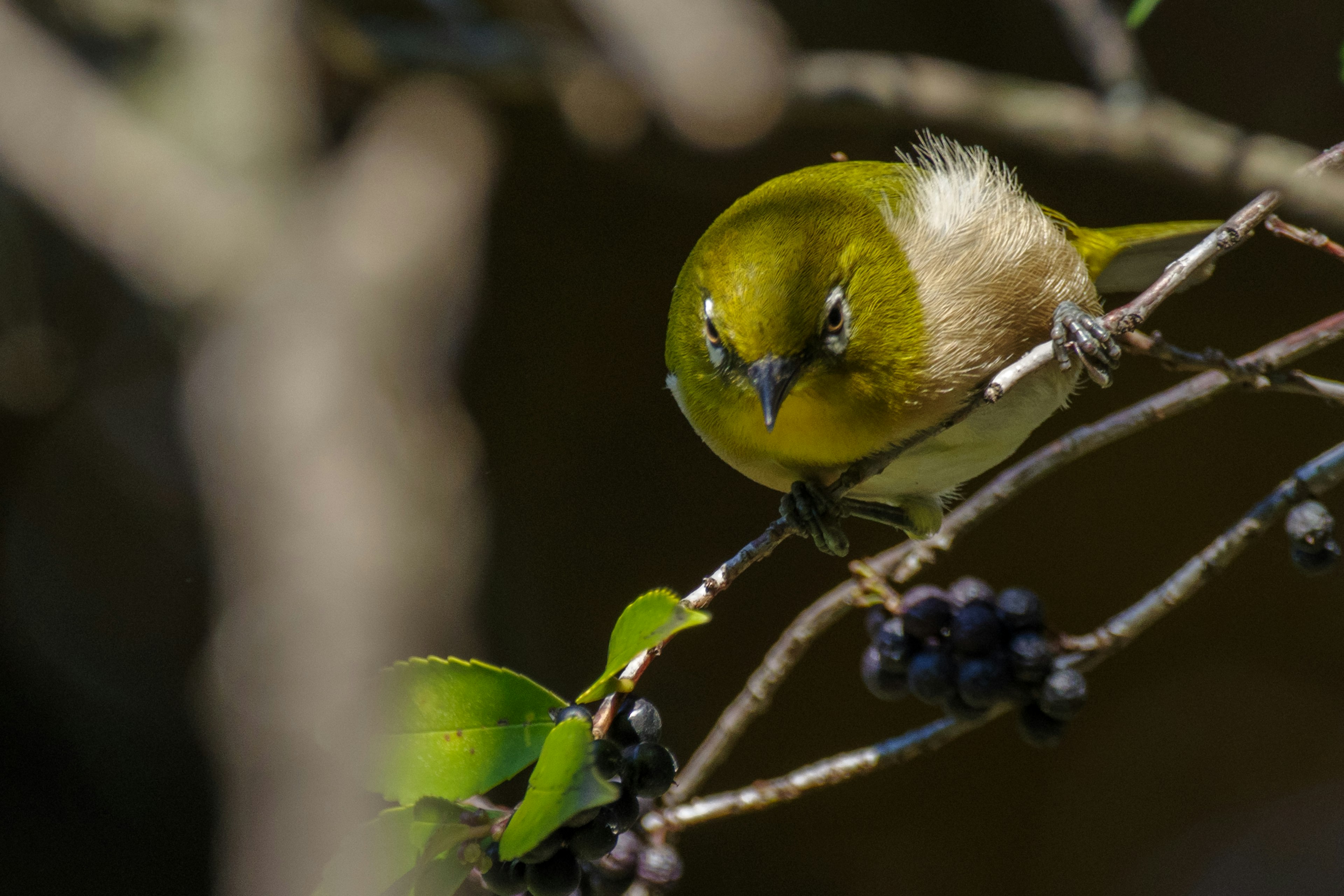 Un petit oiseau vert perché sur une branche