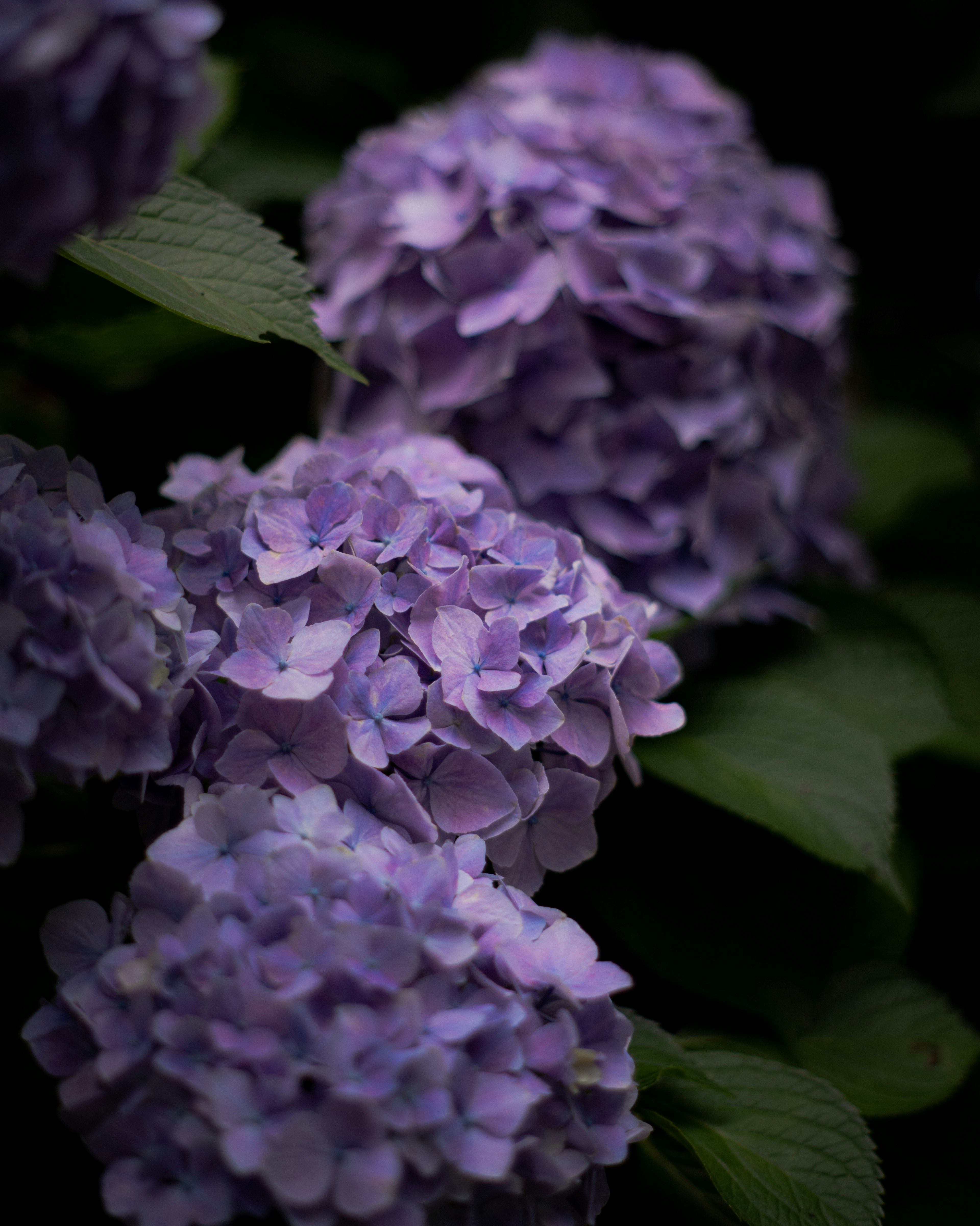 紫色のアジサイの花が集まっている様子で、葉が背景に見える