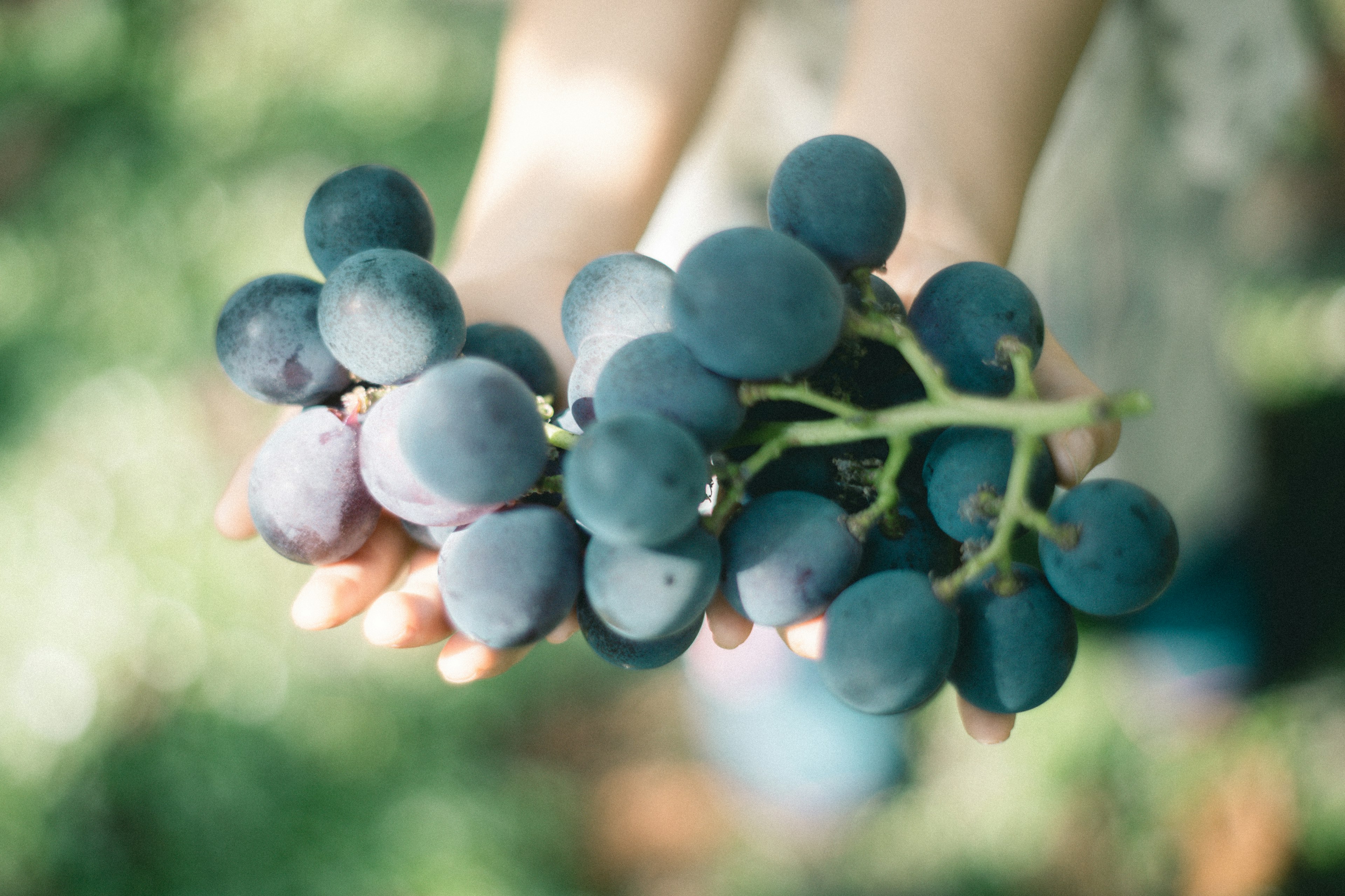 Racimo de uvas frescas sostenido en manos con fondo natural verde