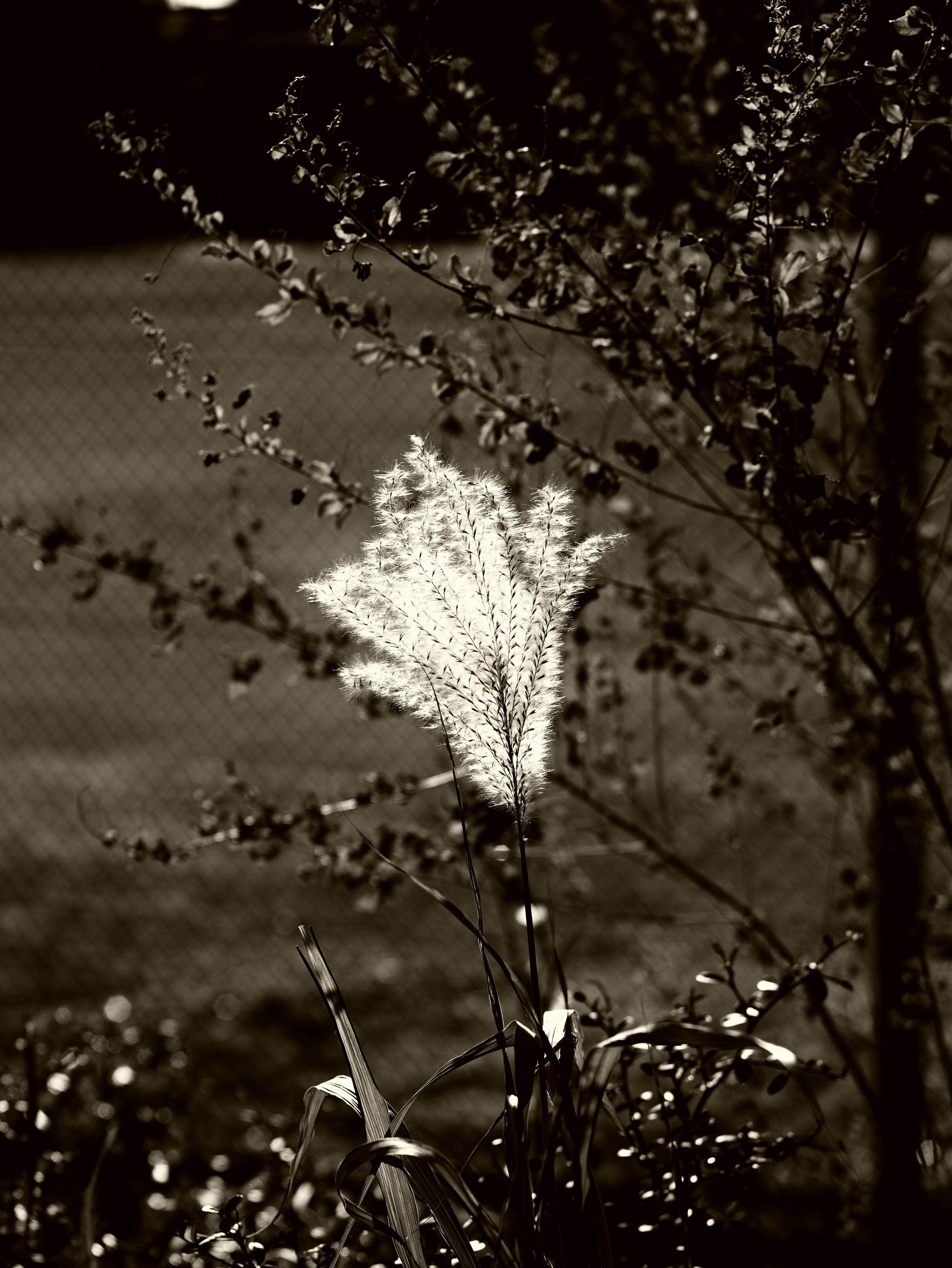 Foto en blanco y negro de una espiga de planta blanca contra un fondo verde borroso