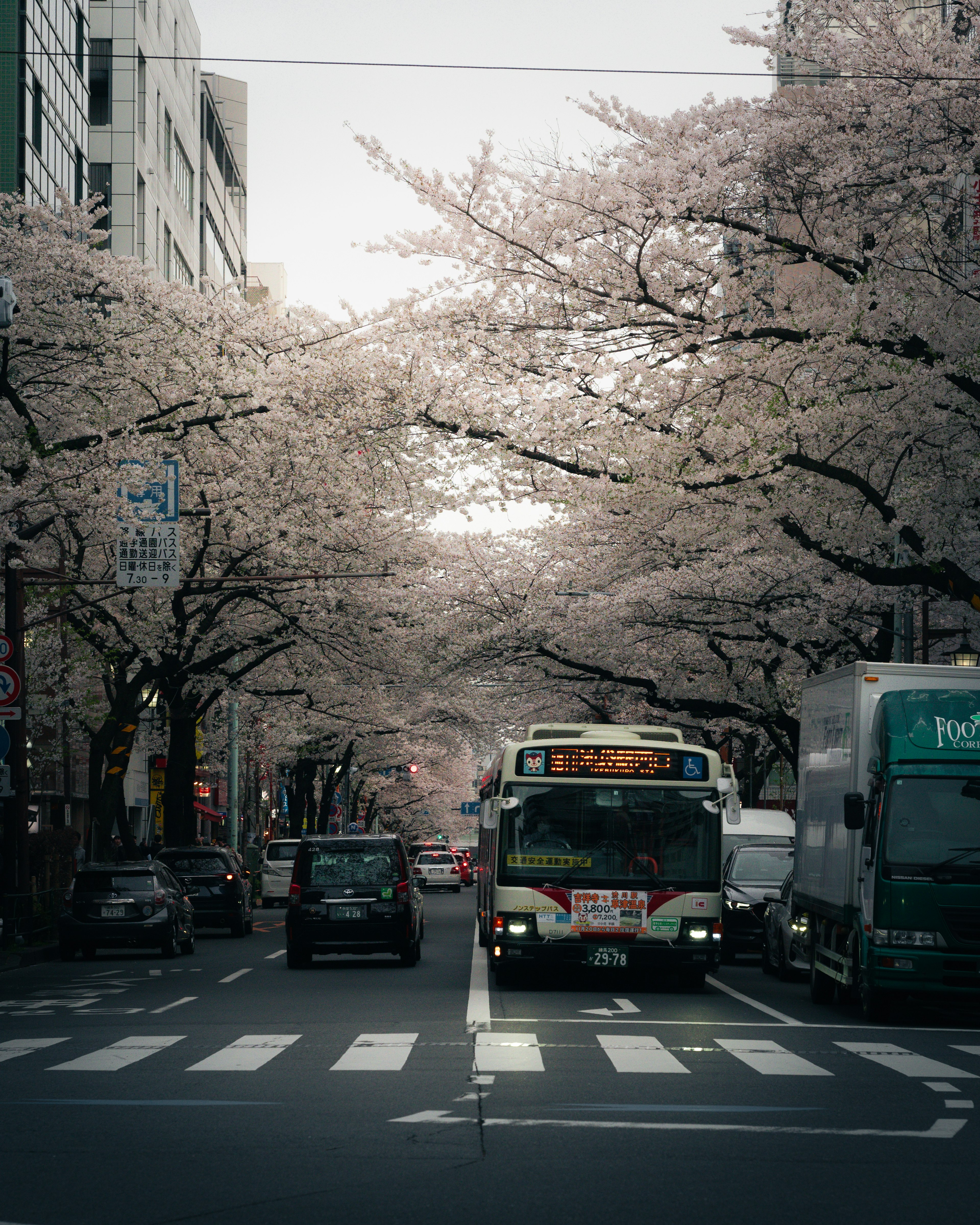 櫻花樹旁的街道上行駛的公車和汽車