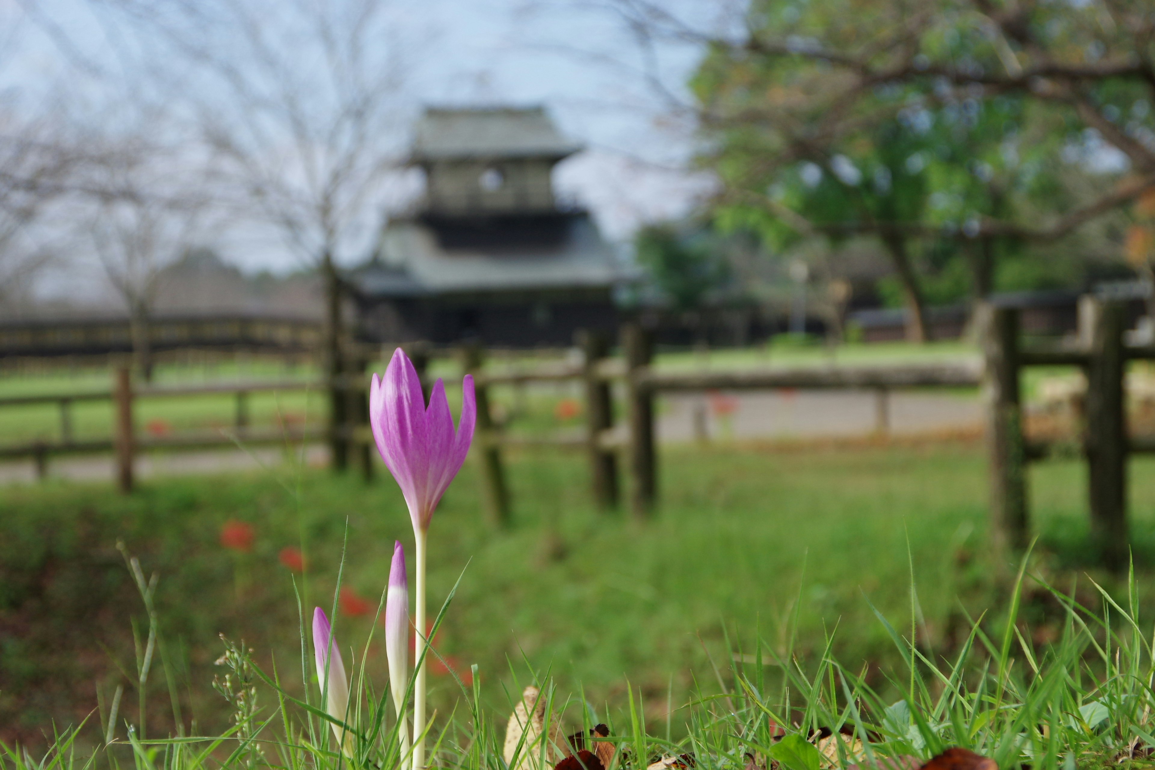 背景に城のある緑の草地に咲く紫色の花