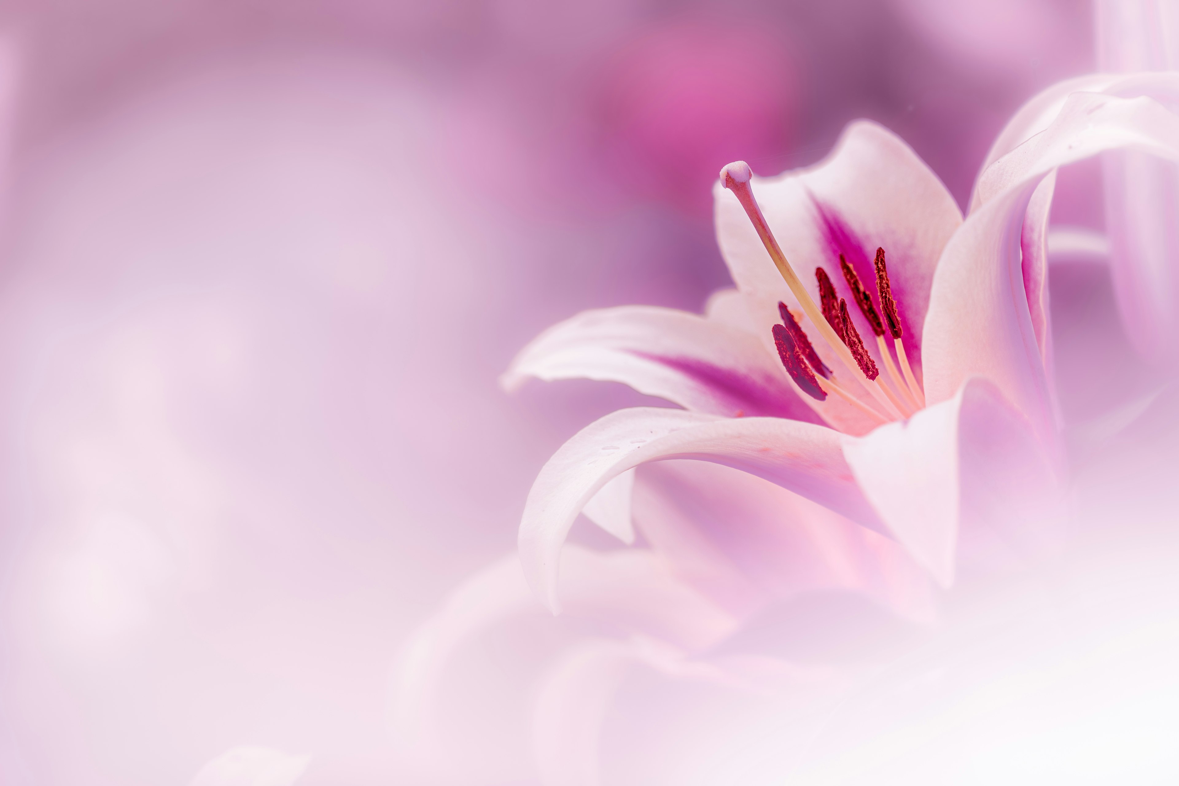 Primo piano di un bellissimo fiore di giglio su uno sfondo rosa tenue