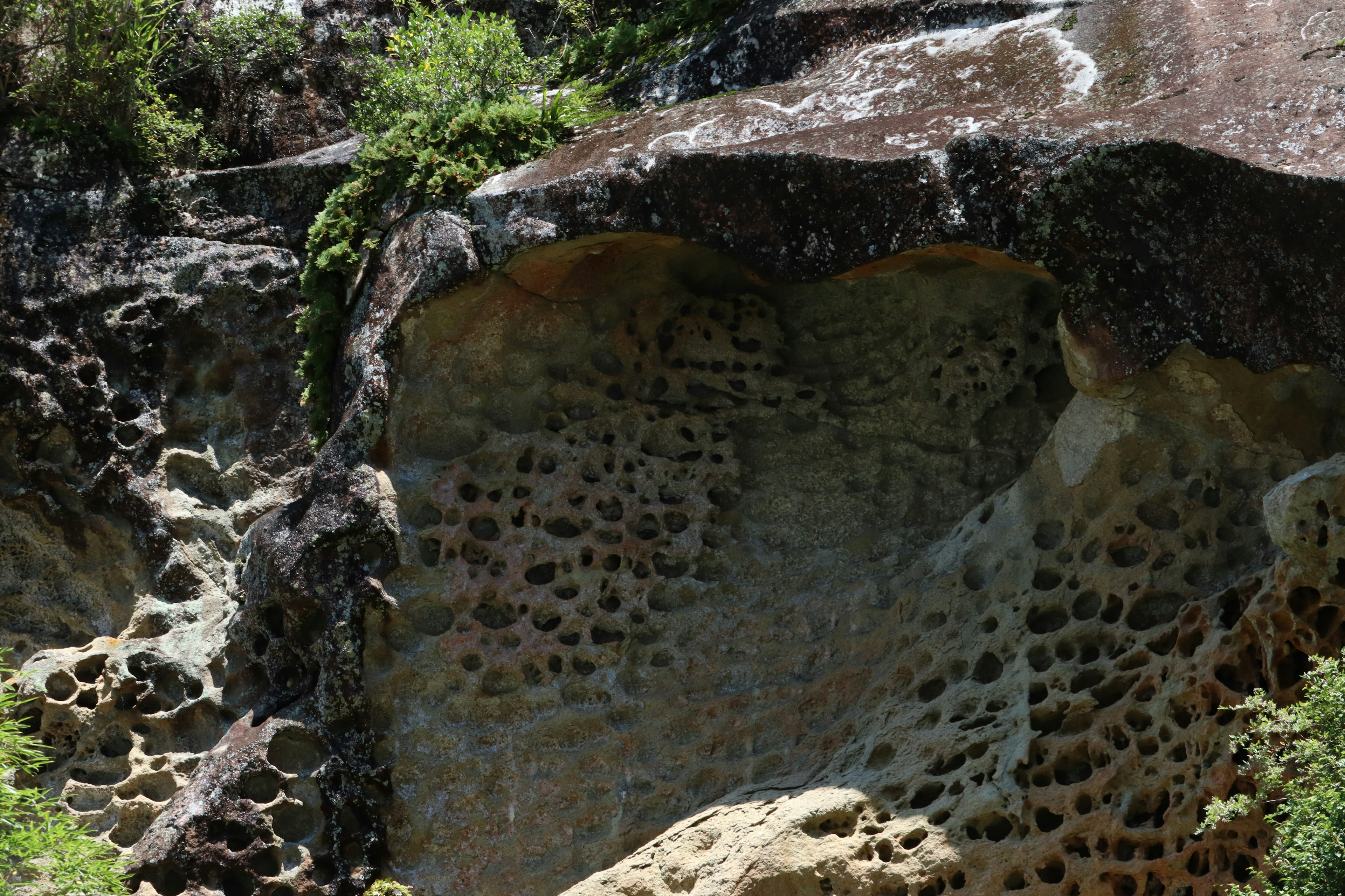 Rock surface with naturally formed holes in a lush green landscape