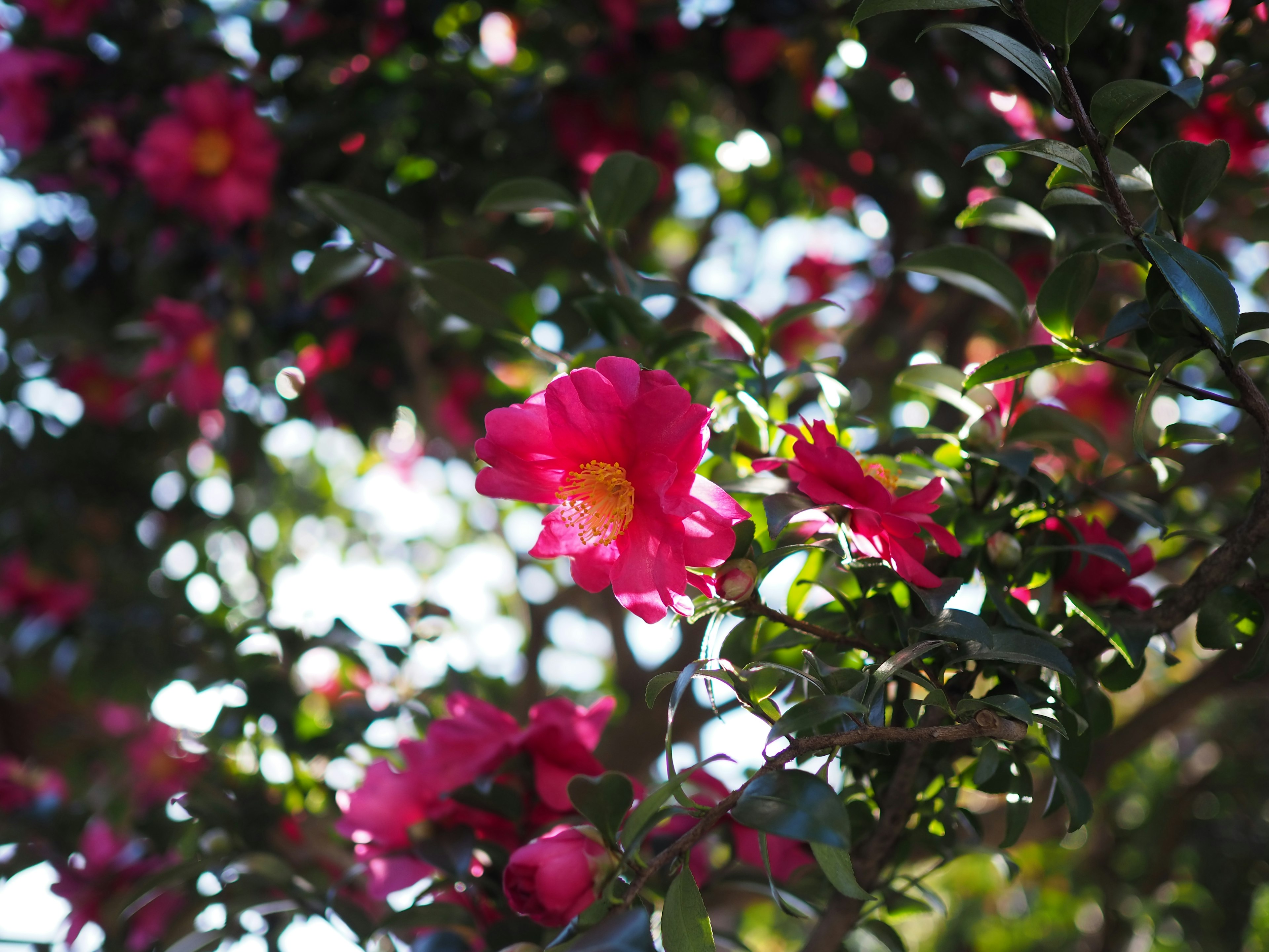 鮮やかなピンク色の花が咲く木の枝のクローズアップ