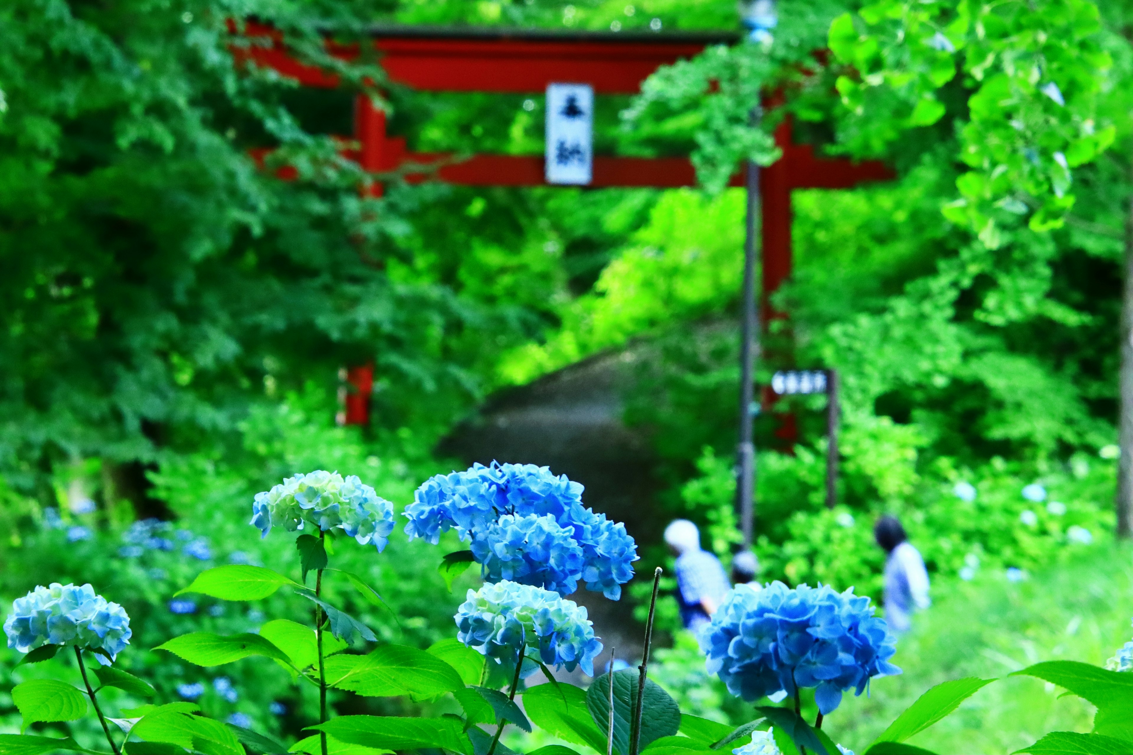 Hortensias azules con vegetación exuberante y una puerta torii roja al fondo