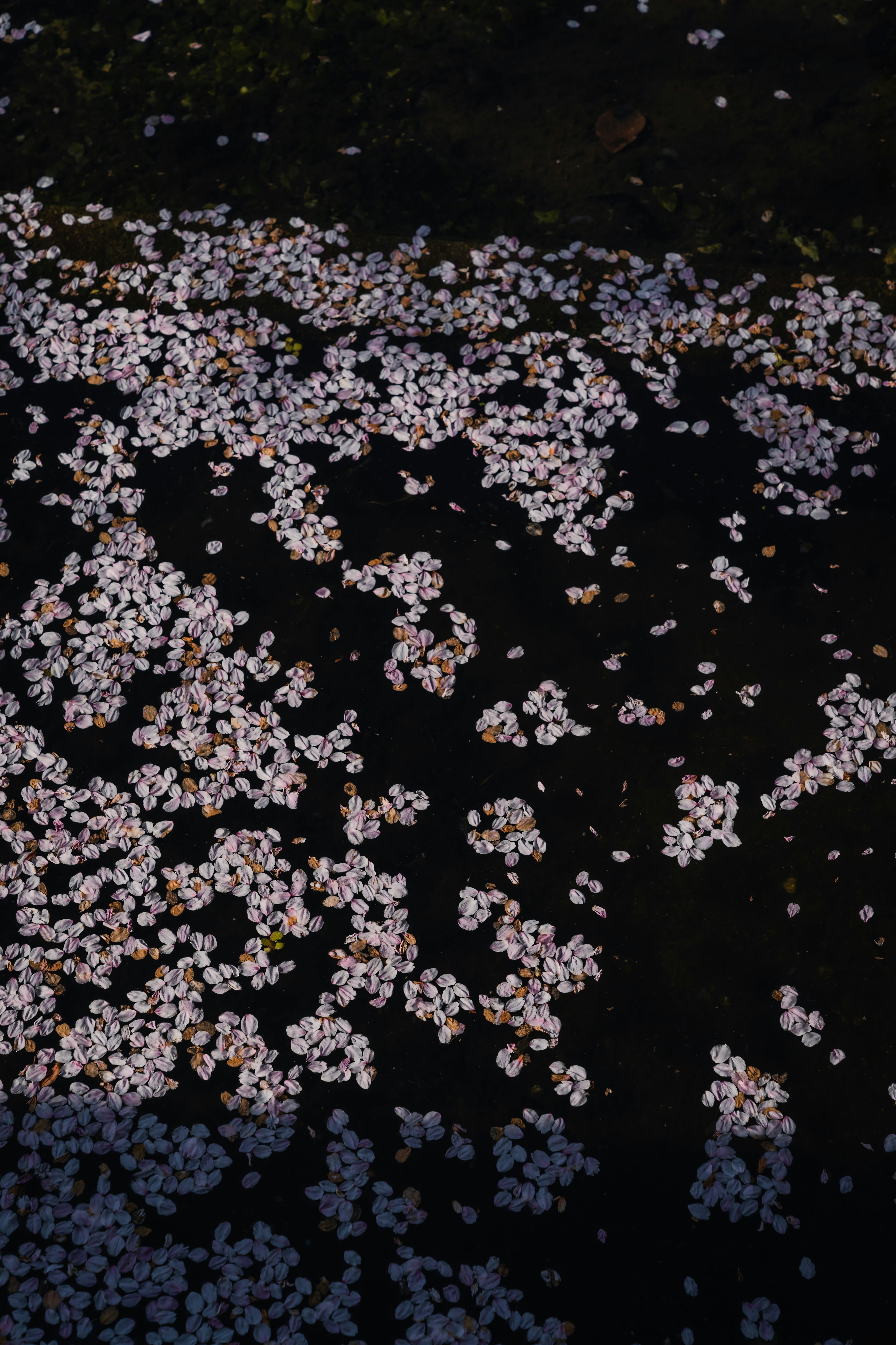 Una vista serena de pétalos de cerezo flotando en el agua