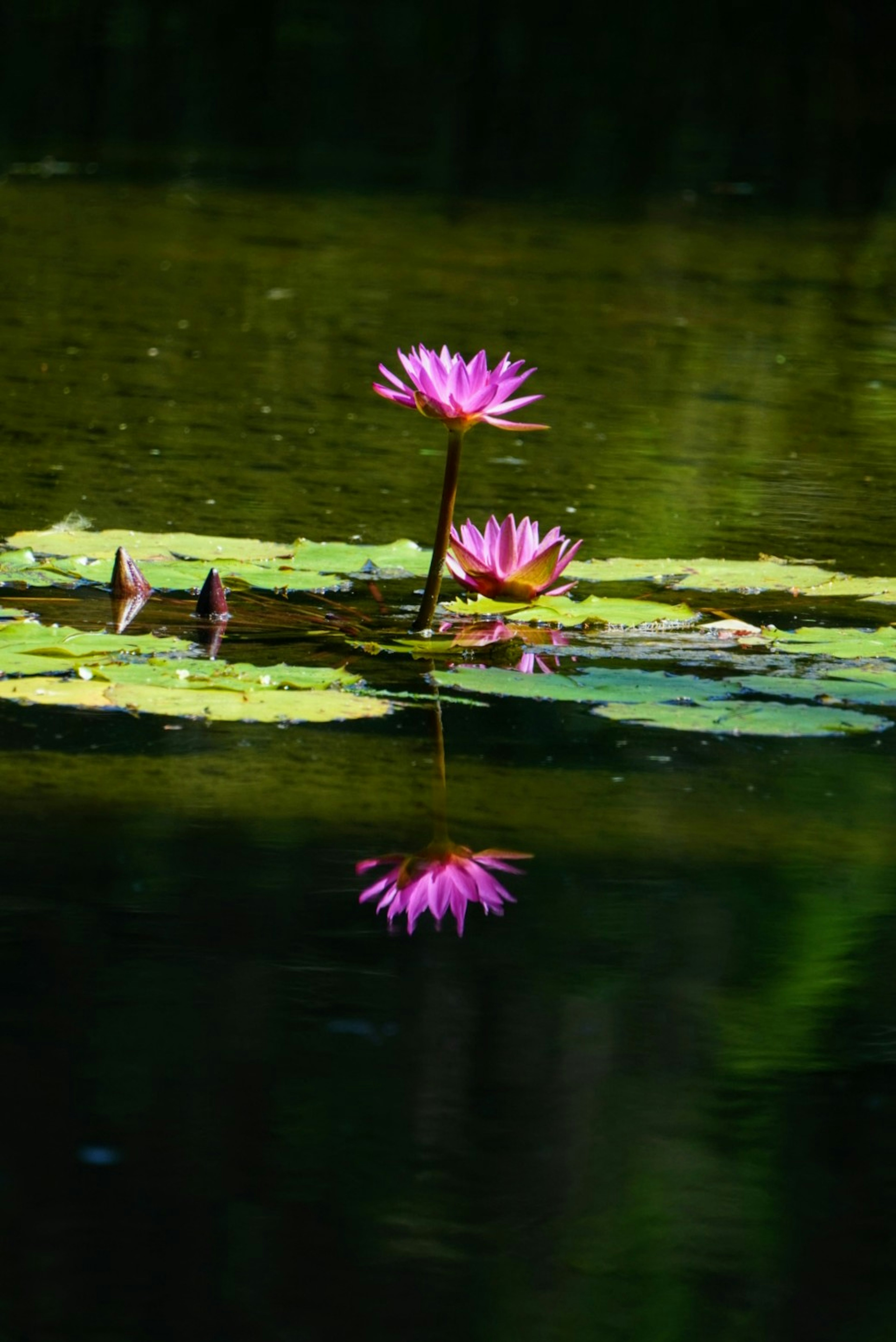 Pink water lilies floating on the water surface with their reflection