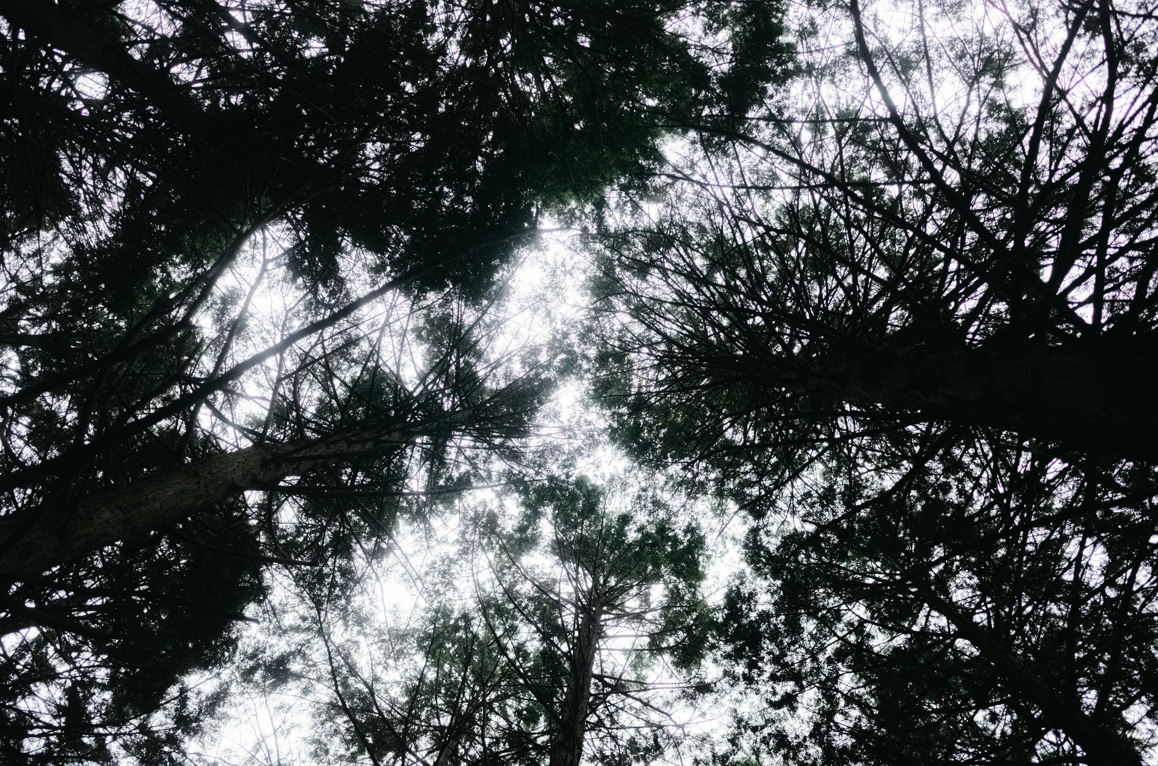 Vista della foresta dal basso con luce che filtra tra i rami degli alberi