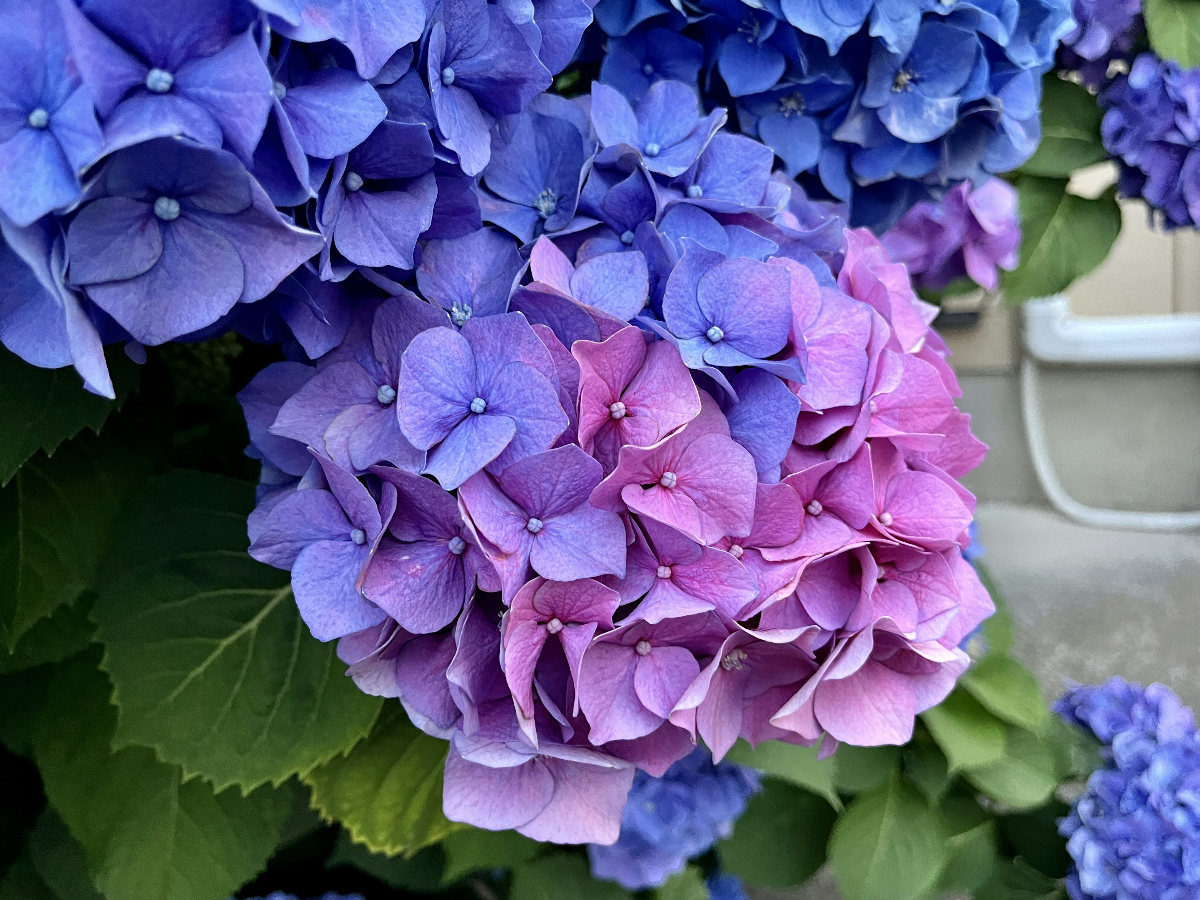 Massa di fiori di ortensia blu e rosa con gocce di pioggia