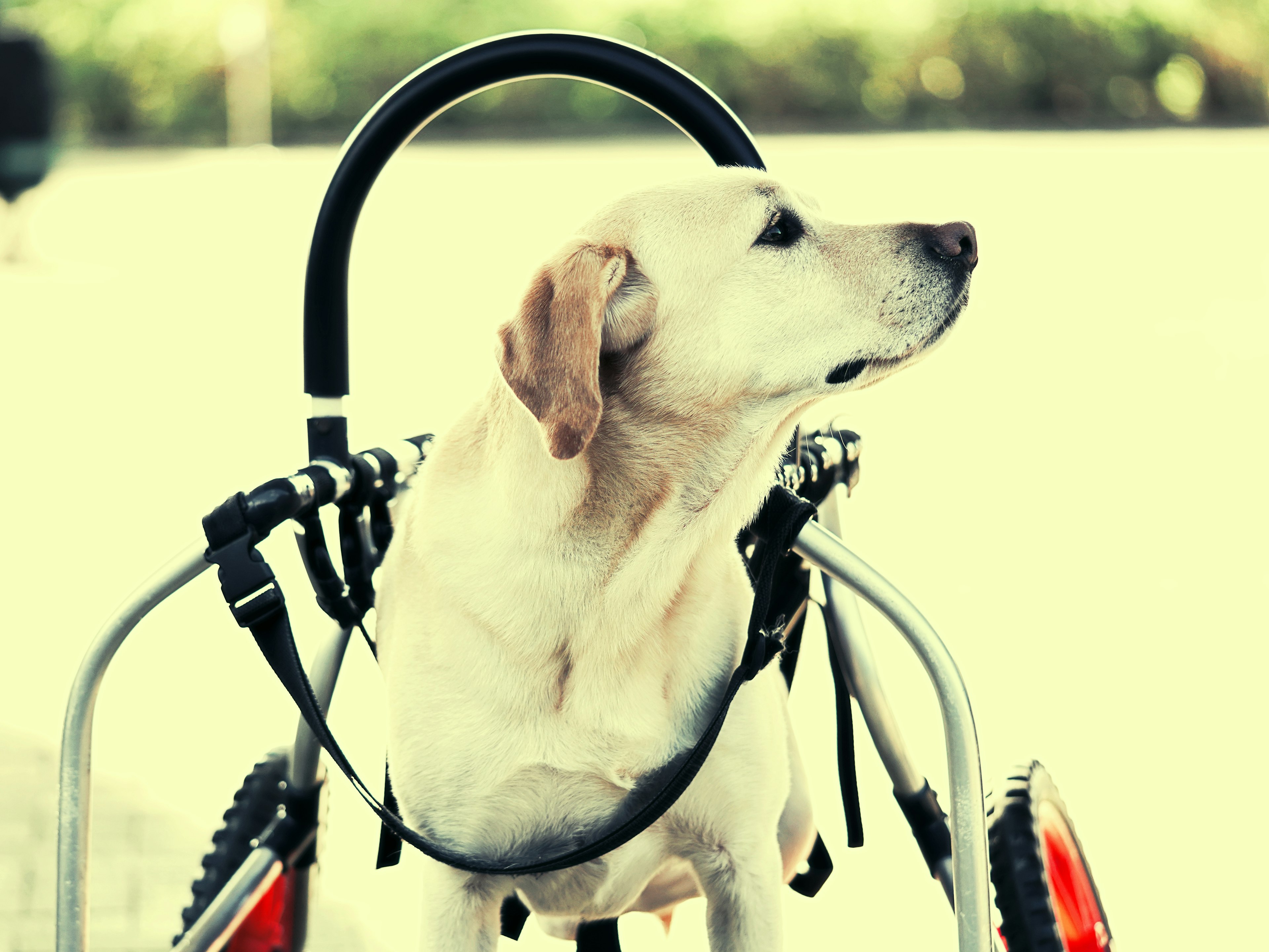 Perro labrador en silla de ruedas mirando hacia un lado