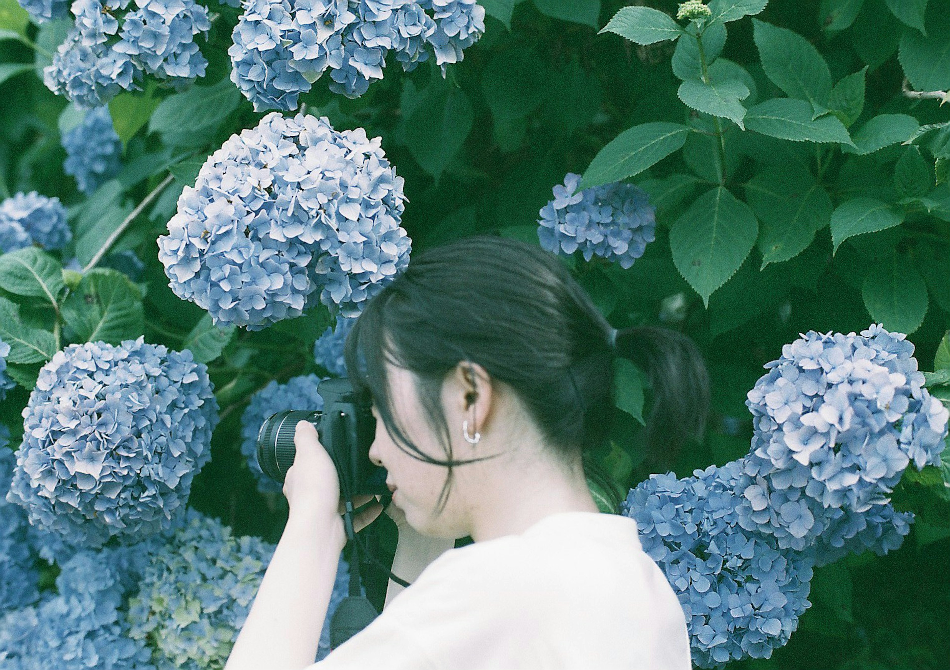 Mujer sosteniendo una cámara frente a flores de hortensia azules