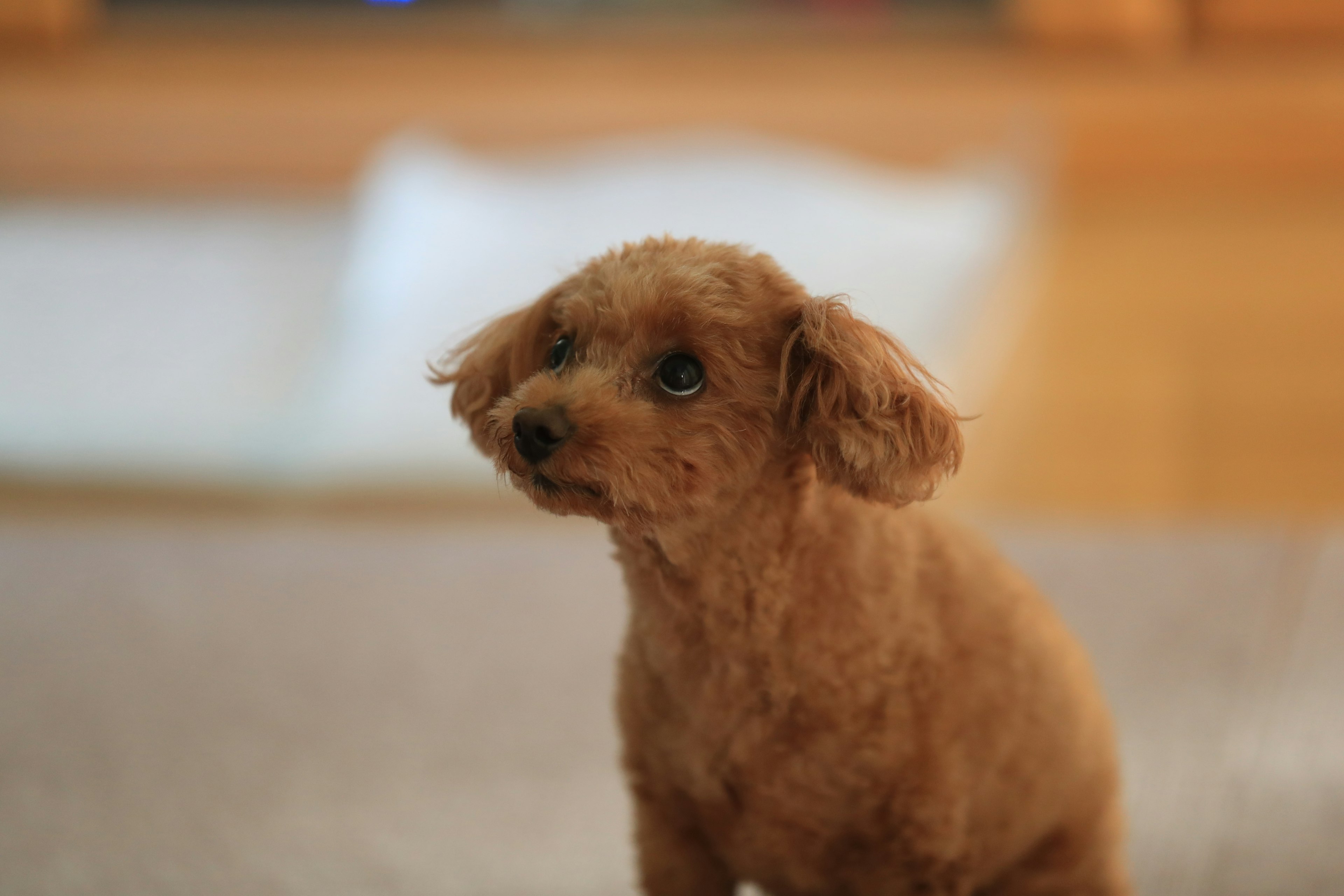 小さな茶色の犬がカメラを見つめている