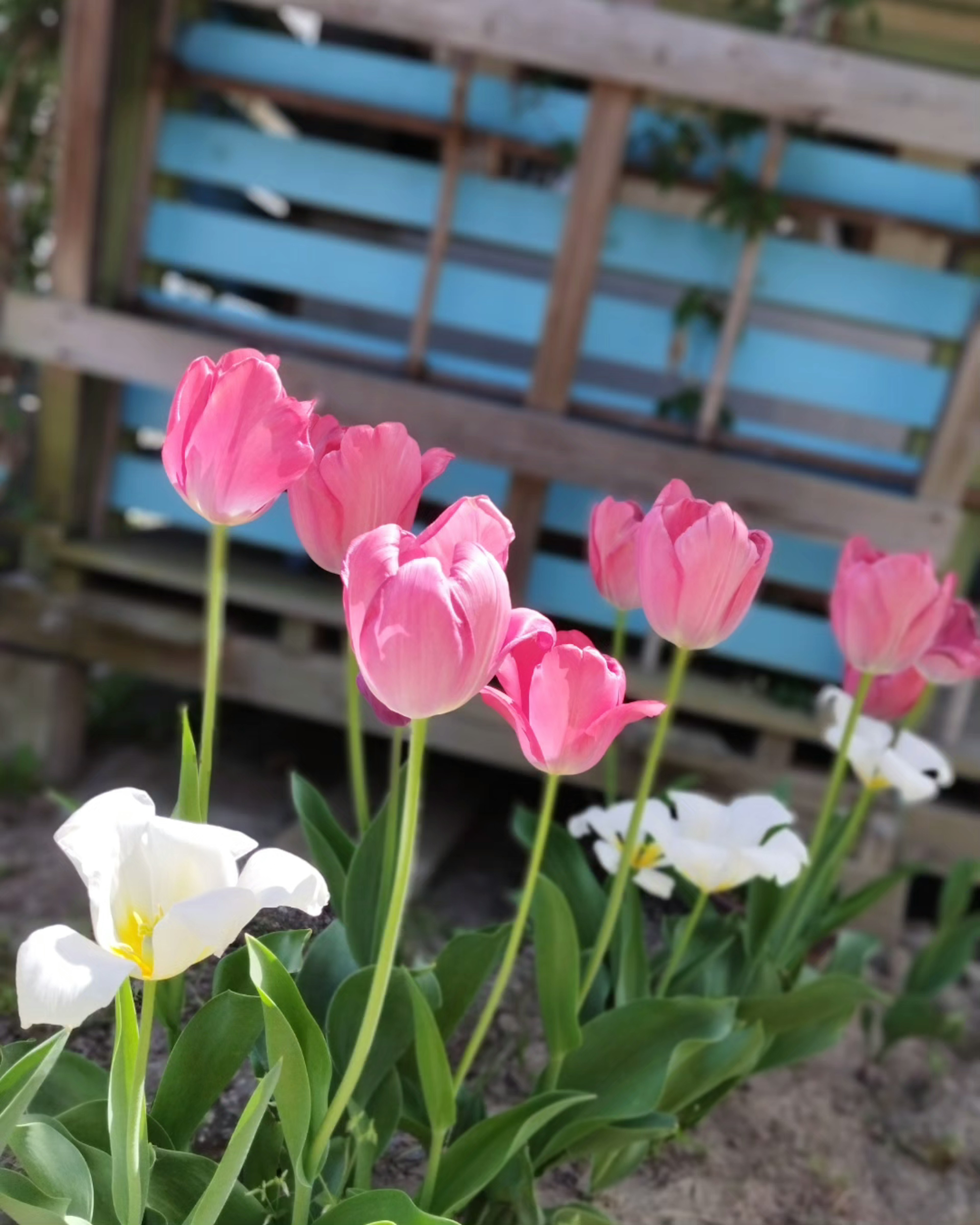 Cảnh vườn với hoa tulip hồng và hoa calla trắng đang nở