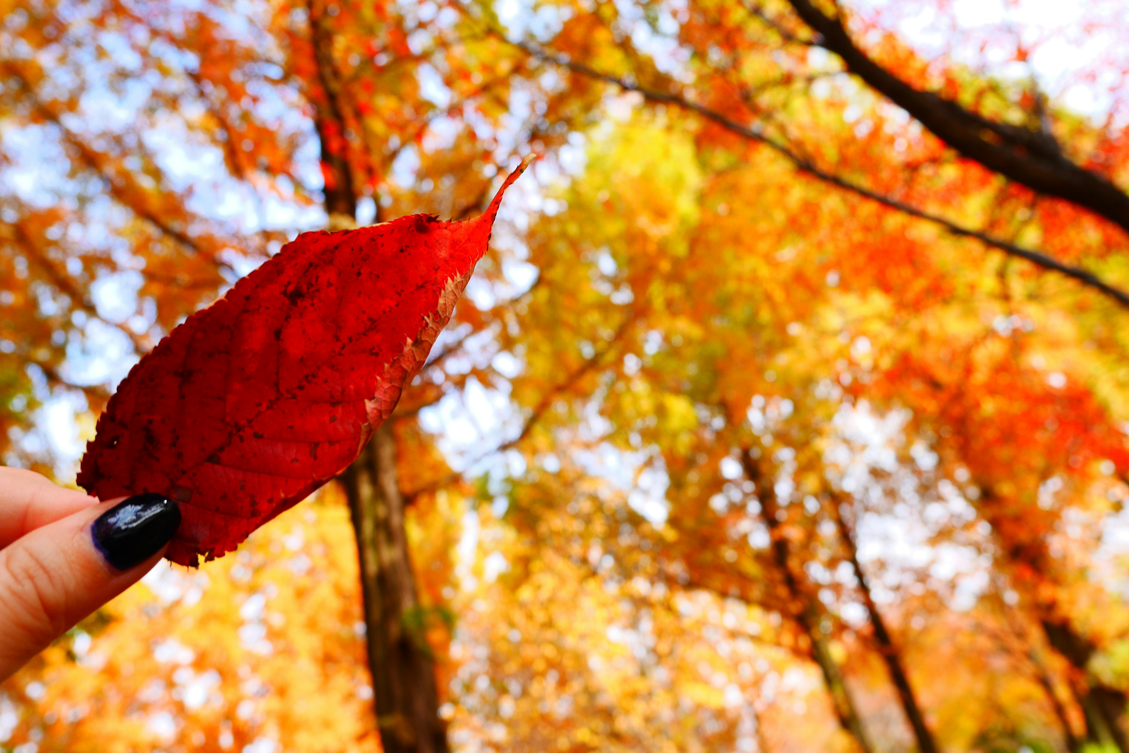 Mano sosteniendo una hoja roja con árboles de otoño coloridos al fondo