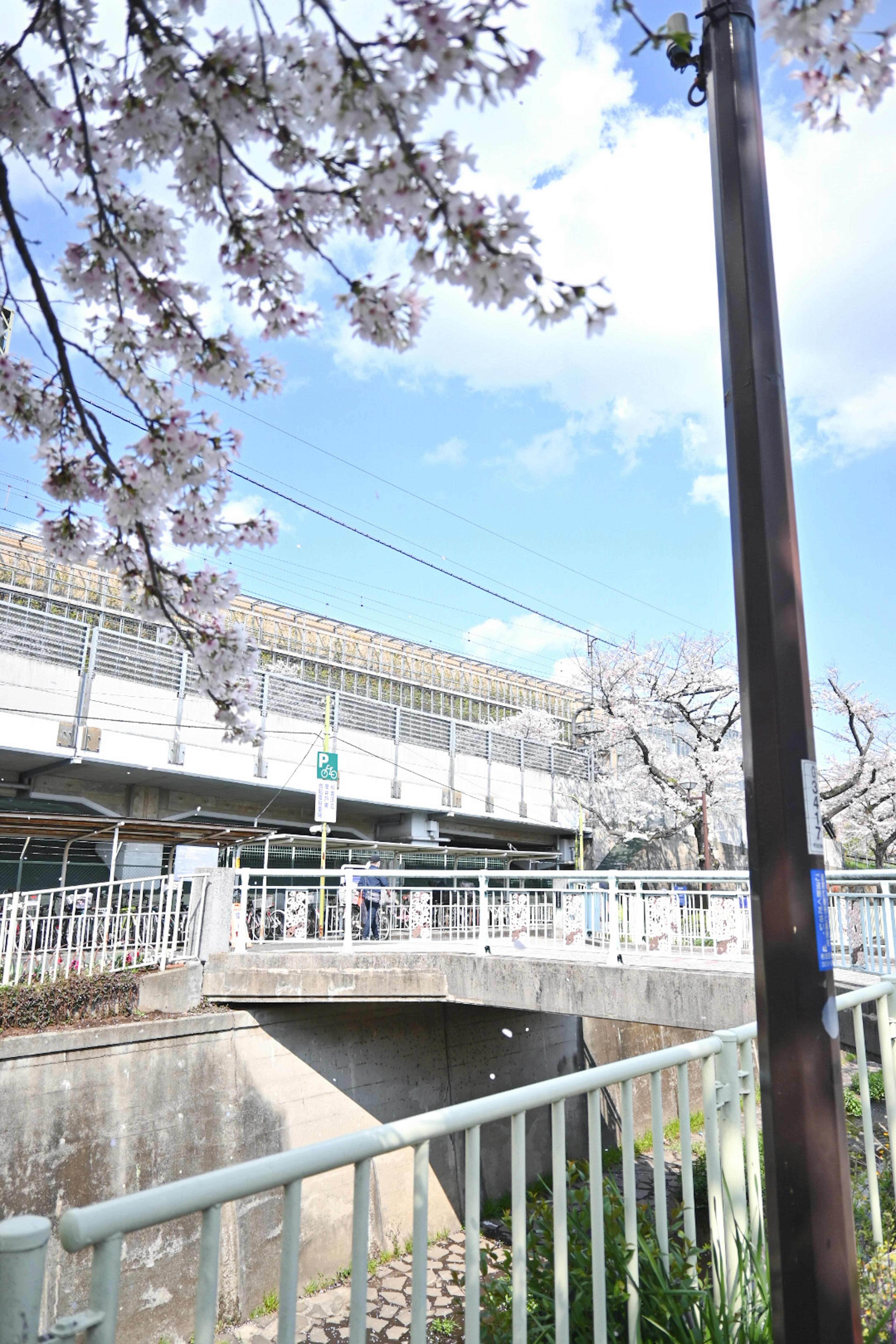 Landscape near a station with blooming cherry blossom trees