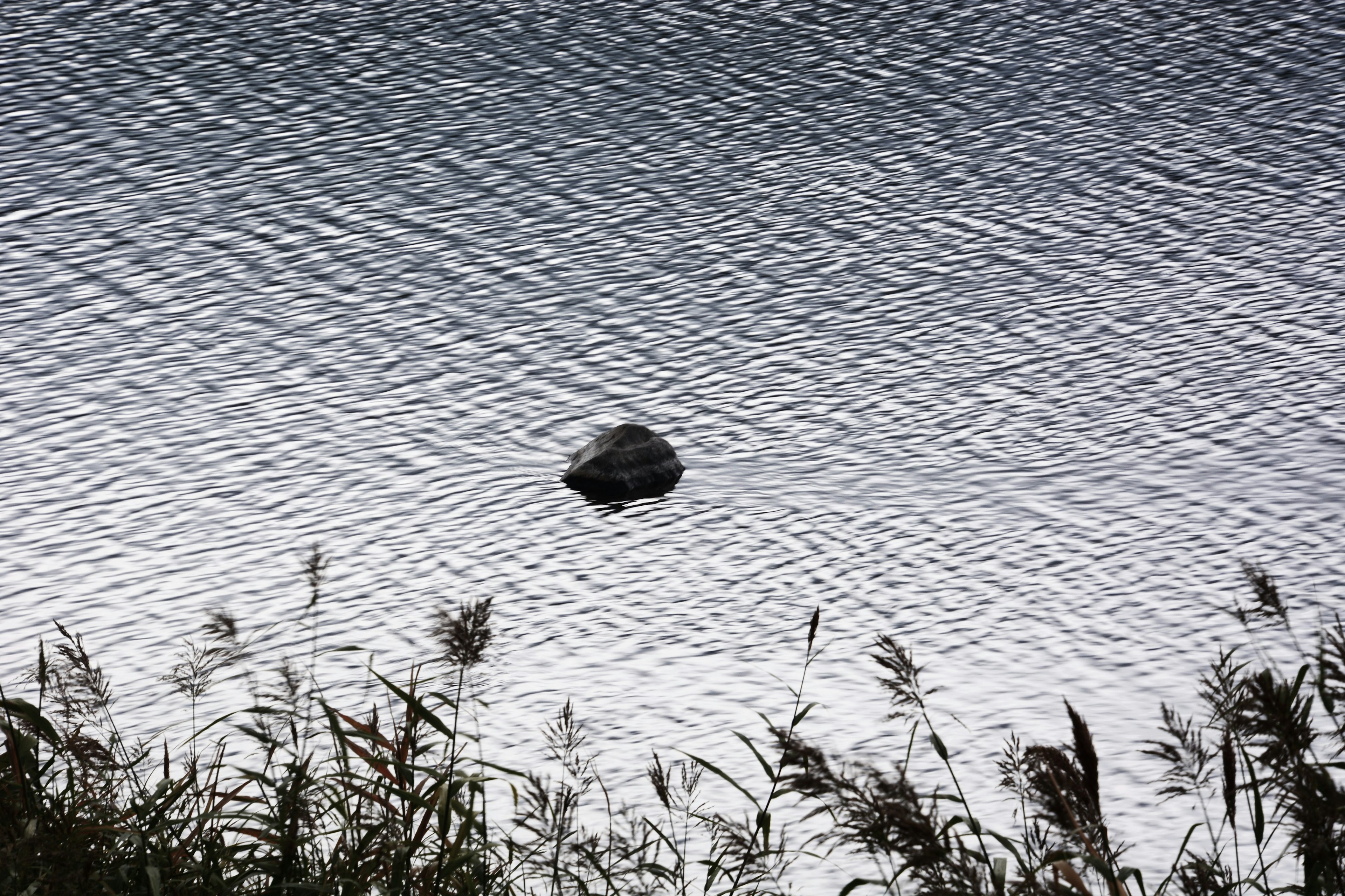 Una piedra flotando en una superficie de agua tranquila rodeada de hierba