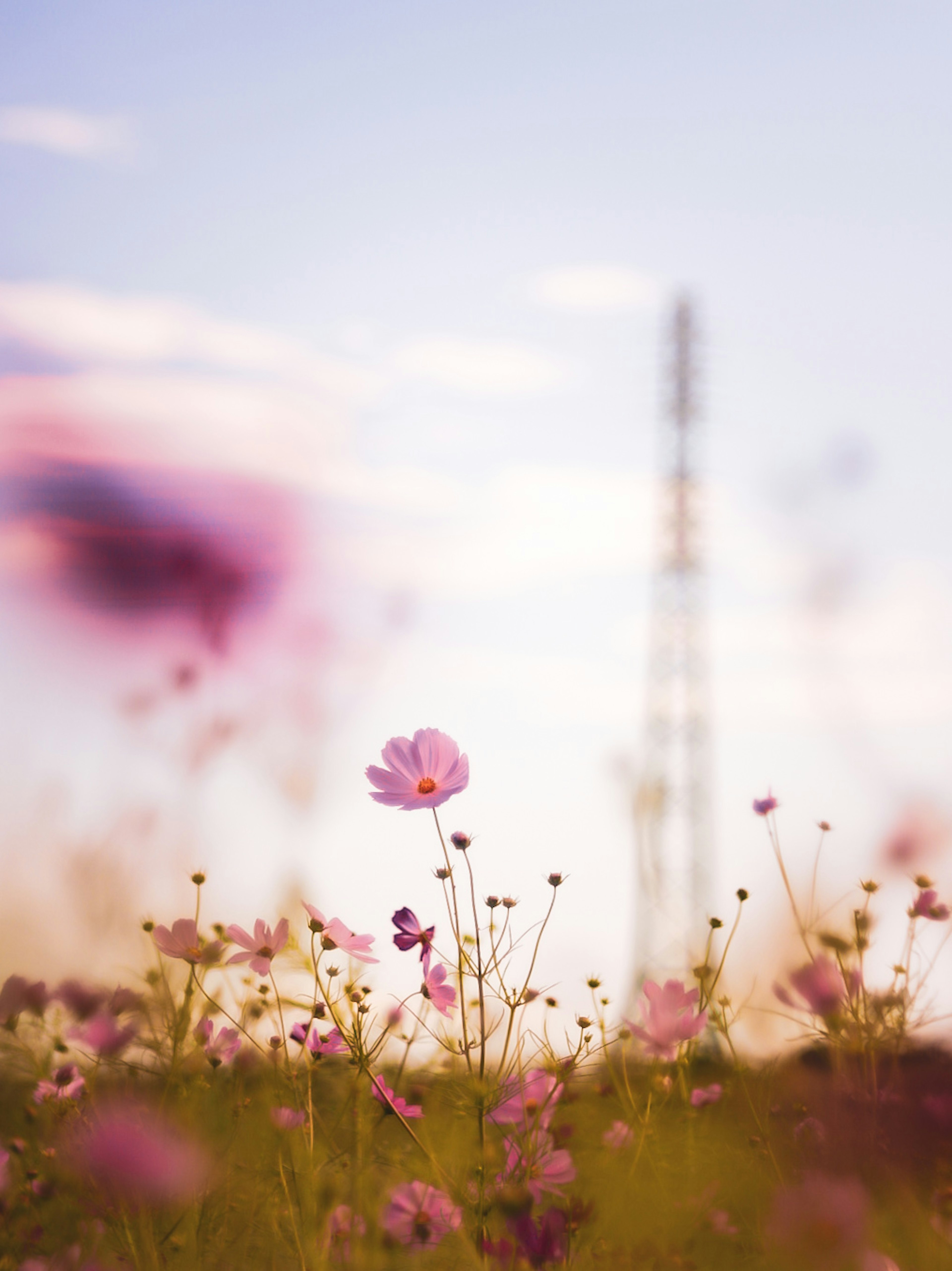 Campo de flores en flor con una torre de comunicación al fondo