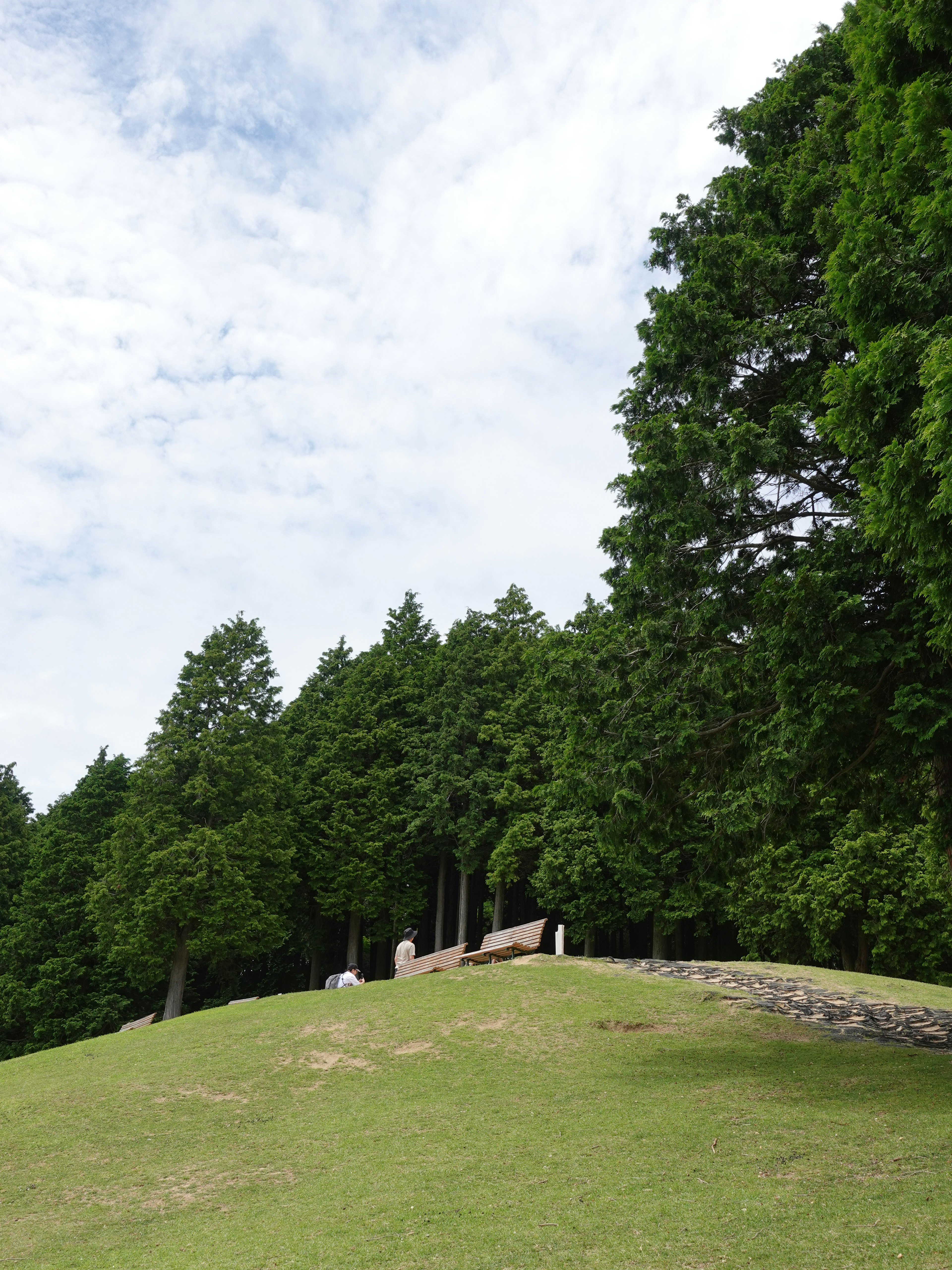 緑豊かな丘に立つ大きな木々と静かな風景