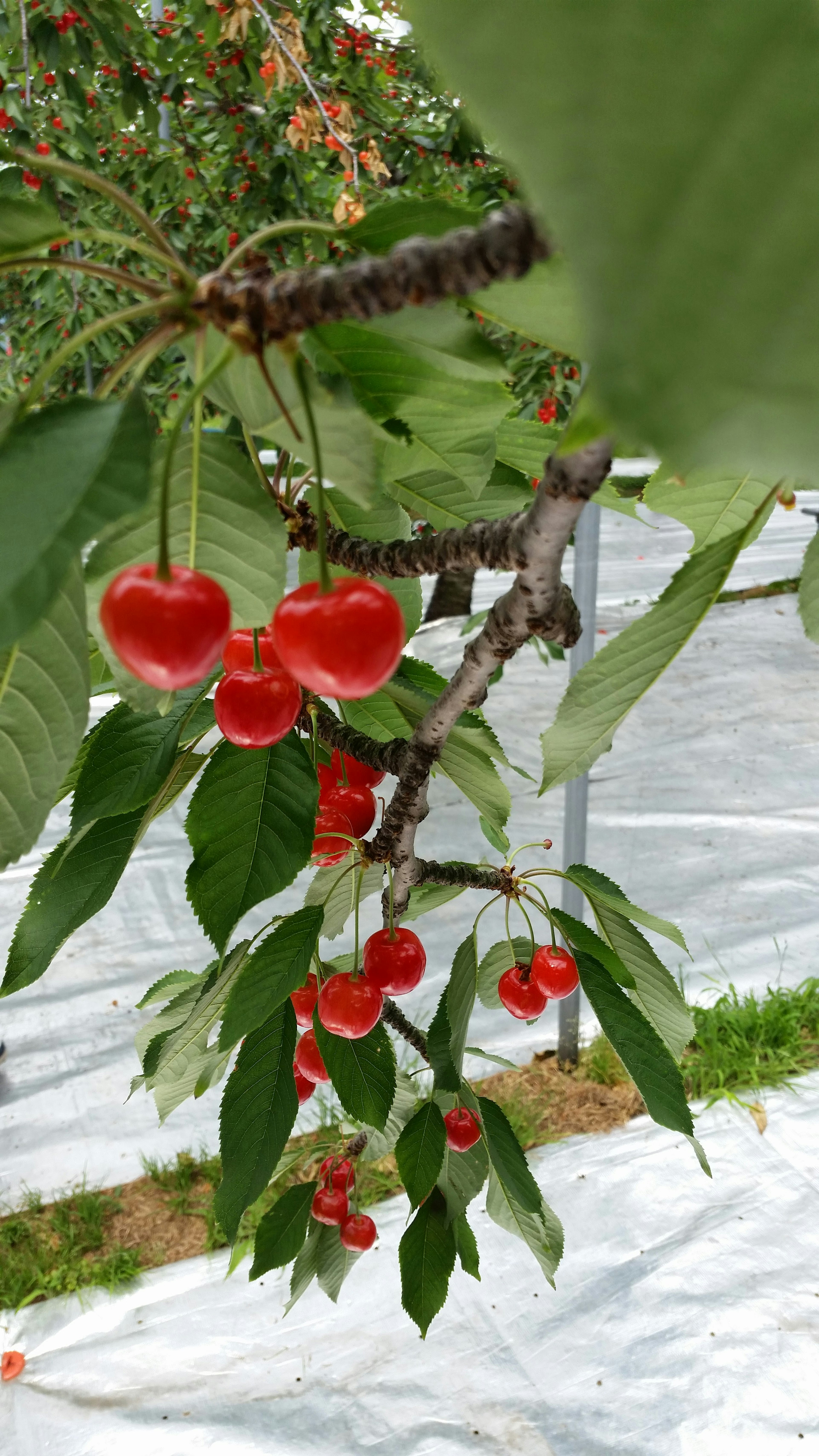 Red cherries hanging from a tree branch