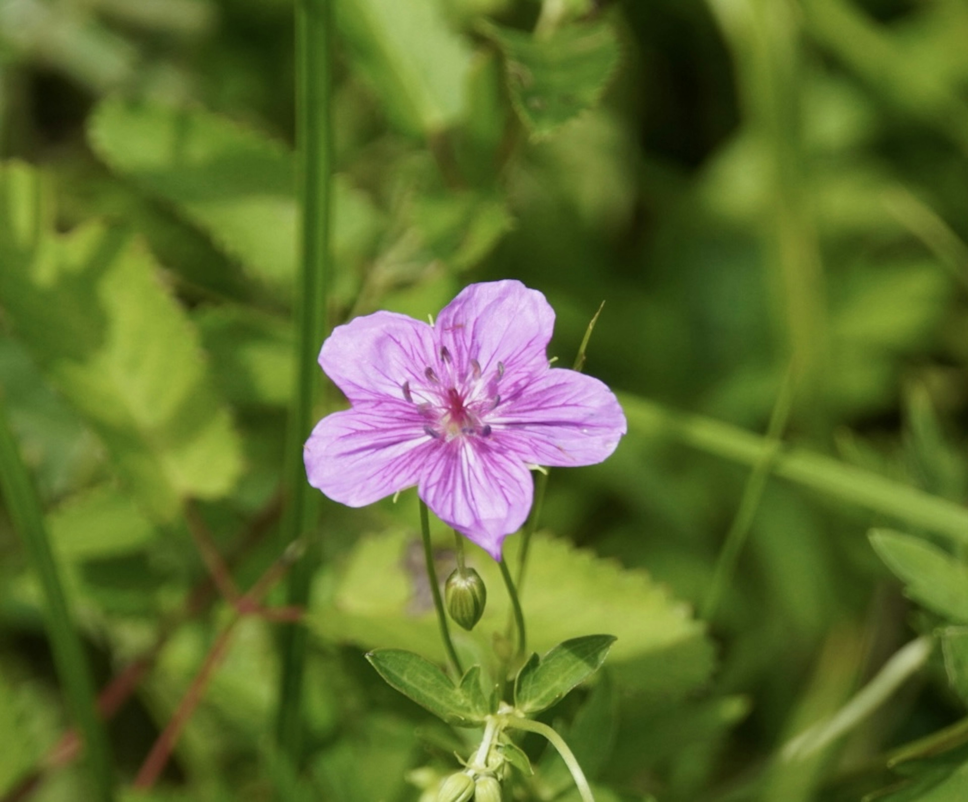 Eine hellviolette Blume blüht zwischen grünem Laub