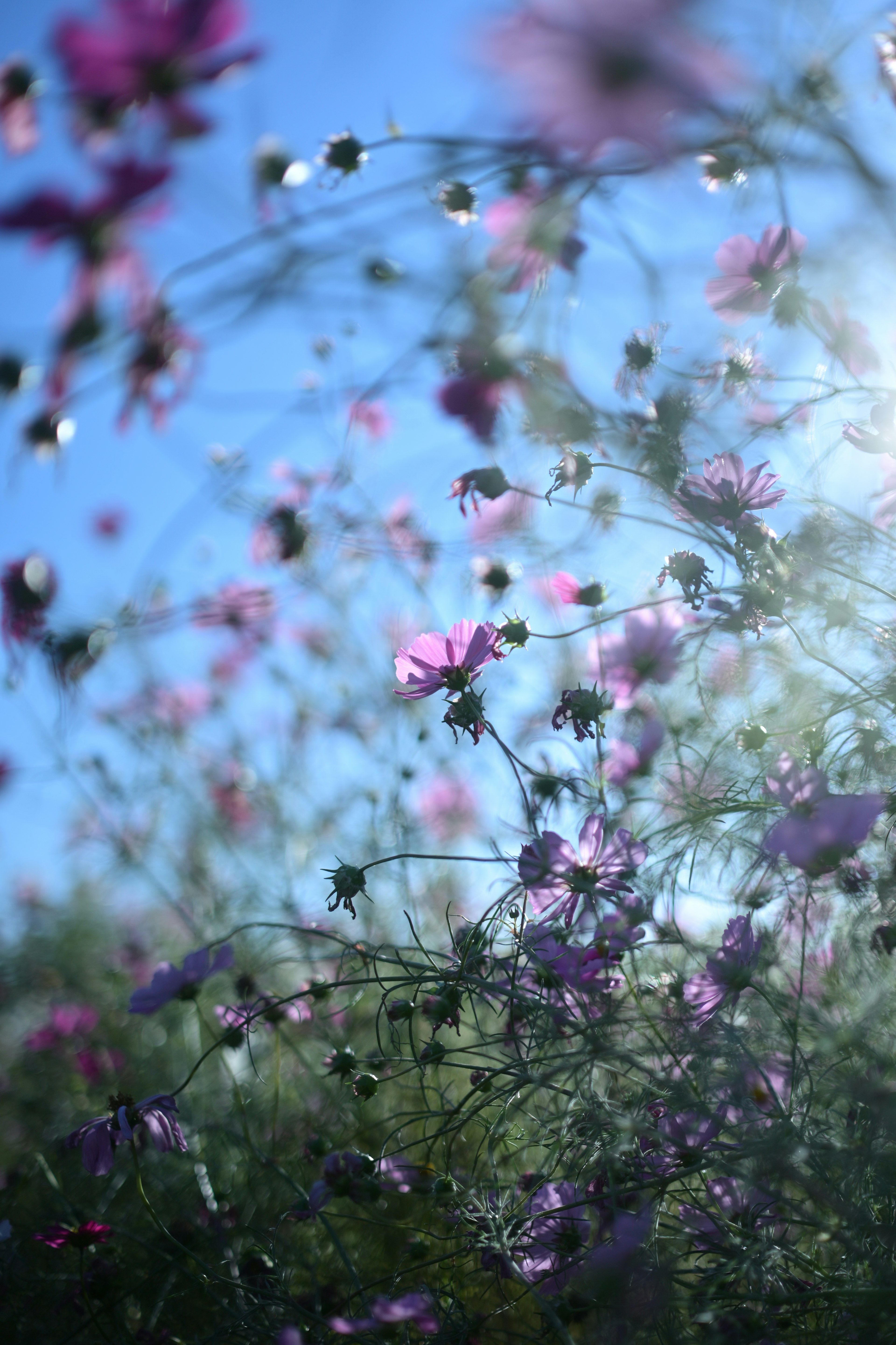 Un paisaje de flores moradas contra un cielo azul