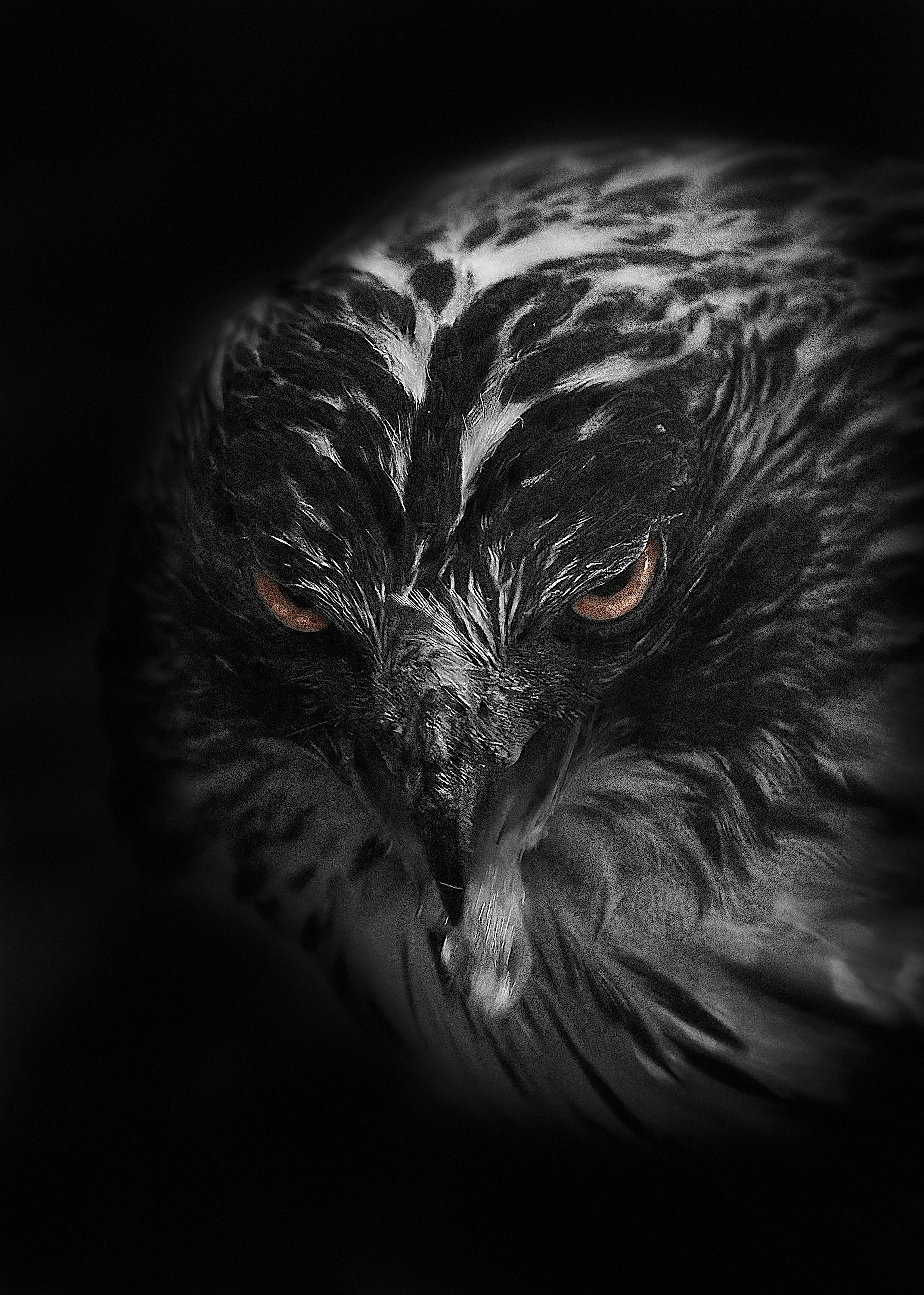 Close-up of a raptor's face against a black background Sharp eyes and distinctive feather patterns