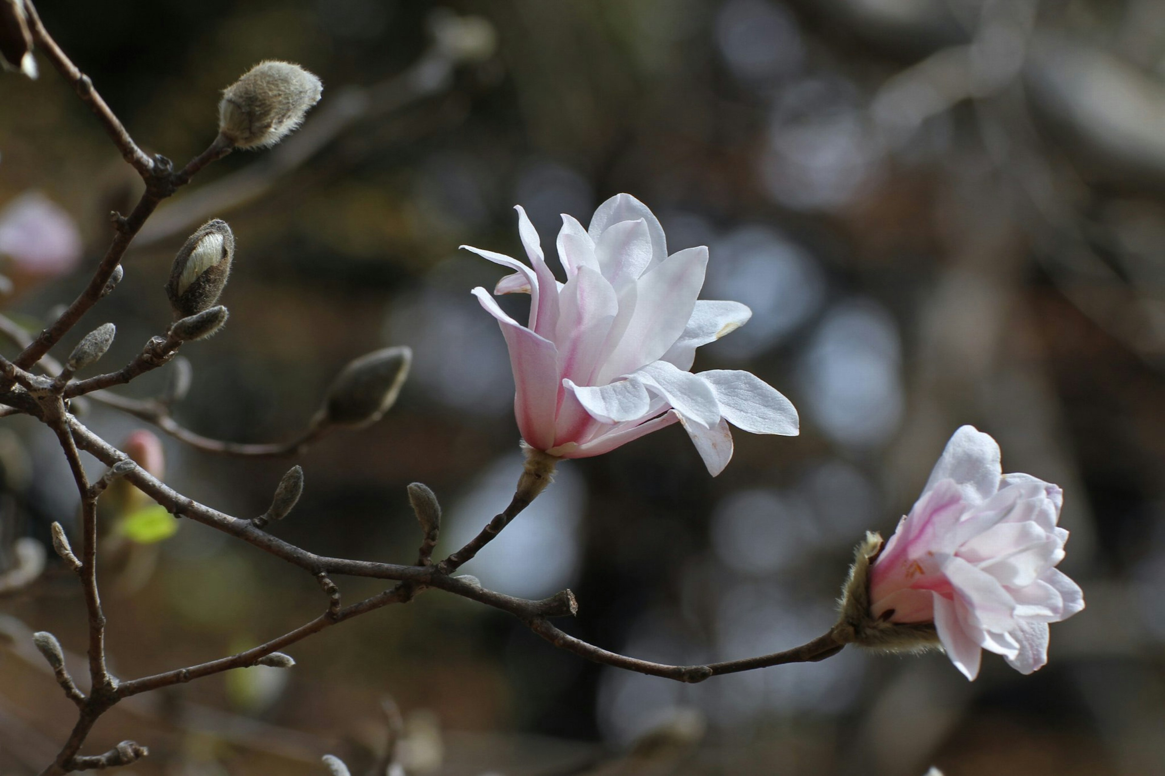 Primo piano di fiori rosa pallido che sbocciano su un ramo d'albero