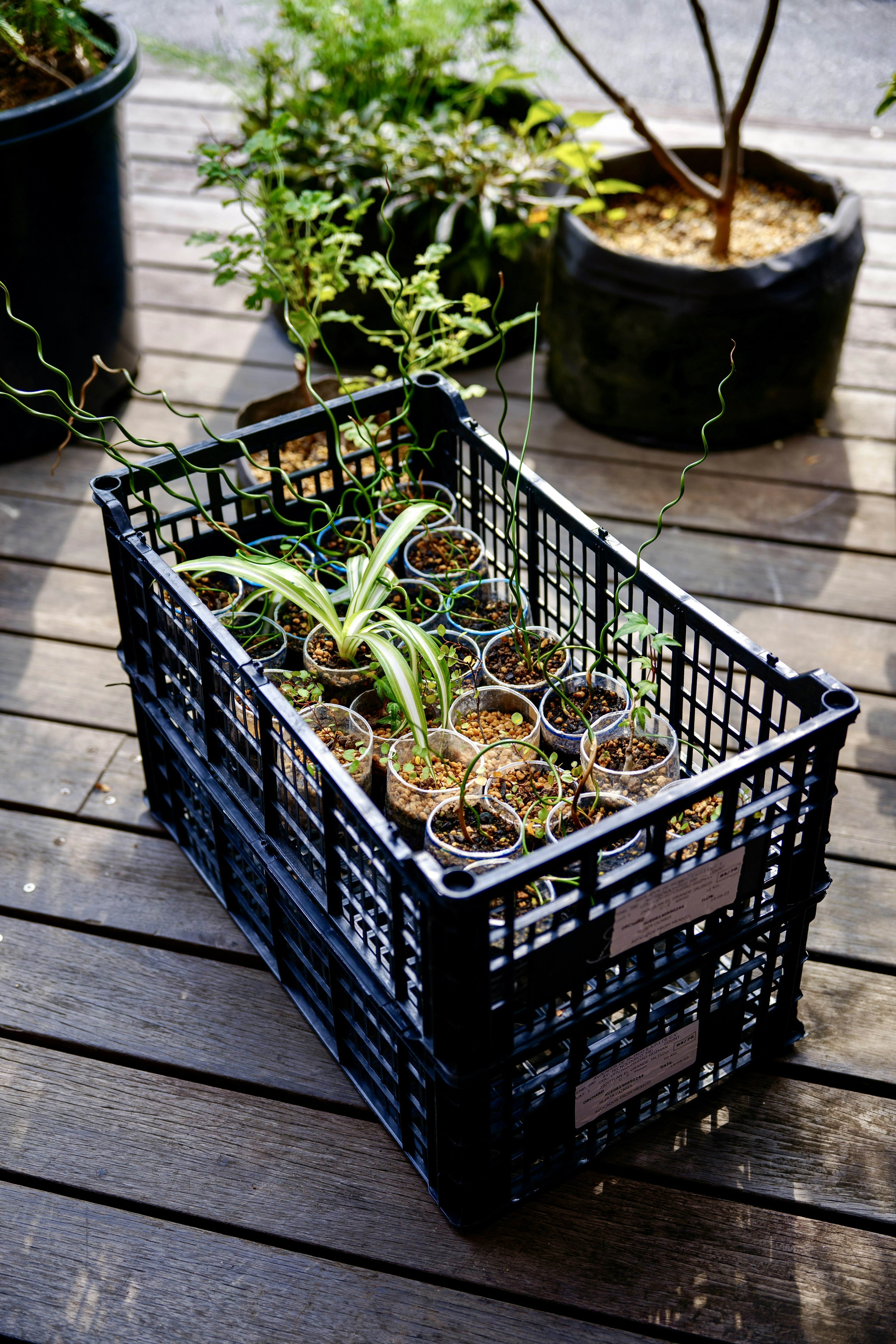 Pequeñas plantas en una caja de plástico negra sobre un suelo de madera