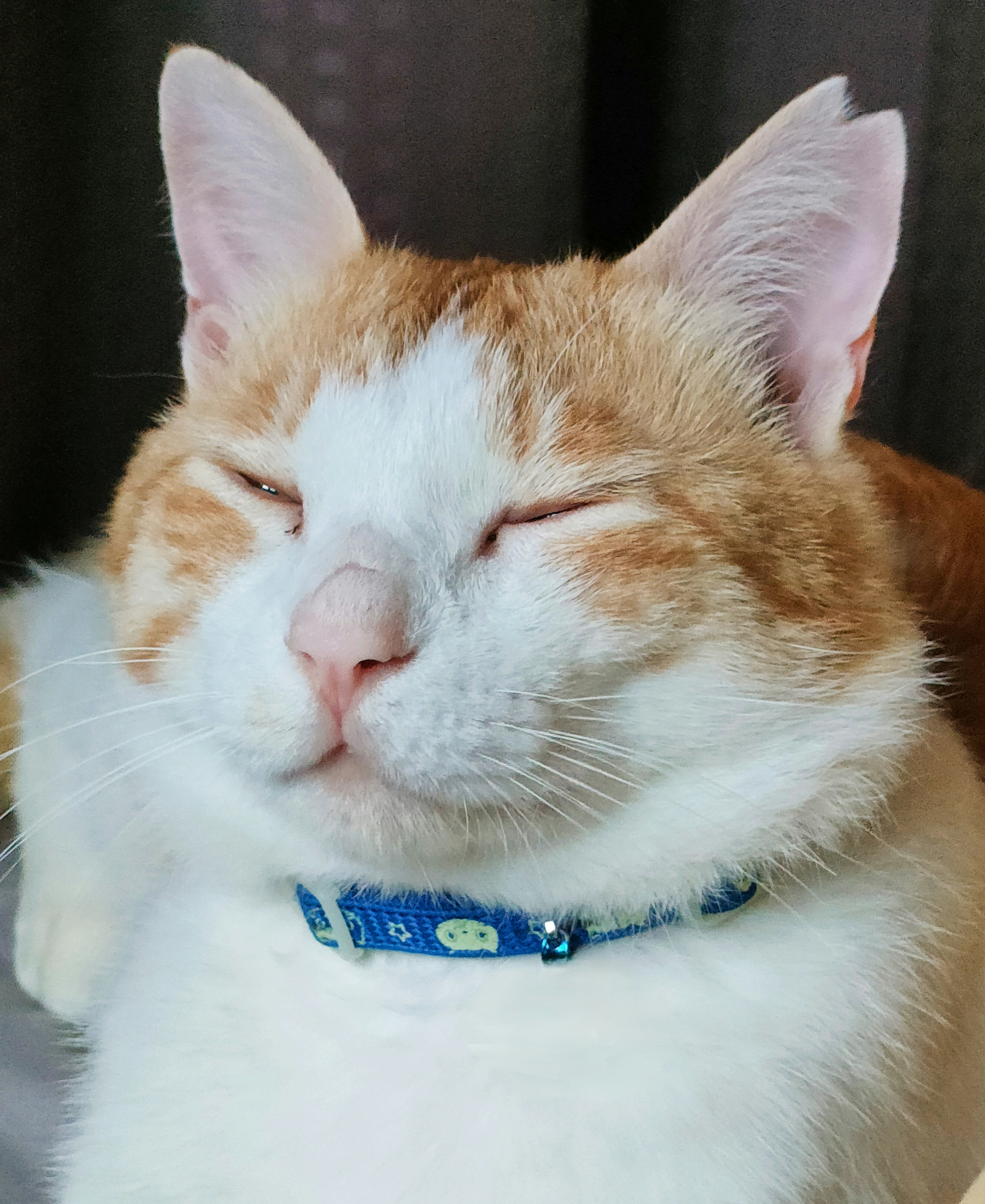 A relaxed cat with orange and white fur