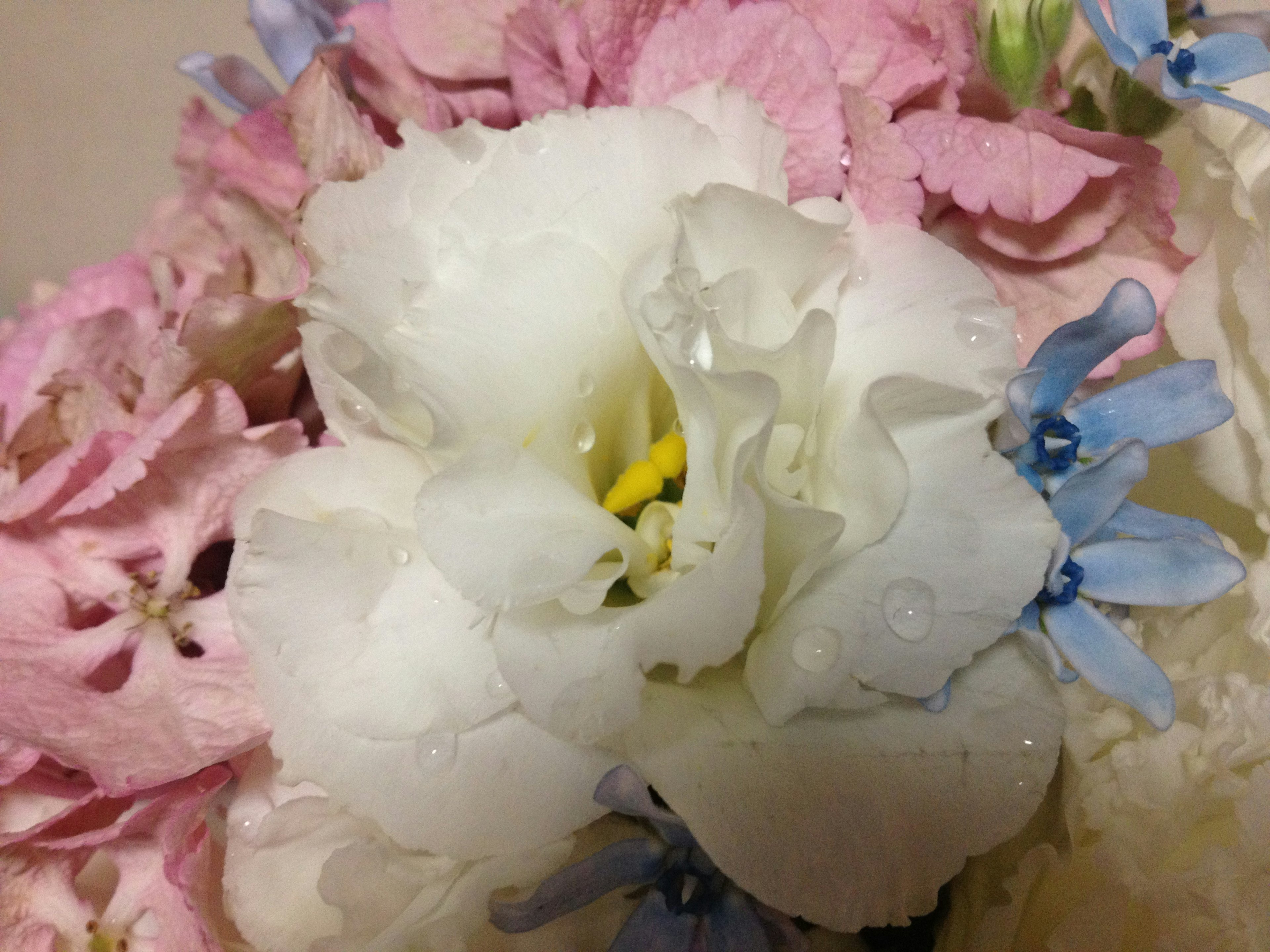 A bouquet of colorful flowers featuring a prominent white flower