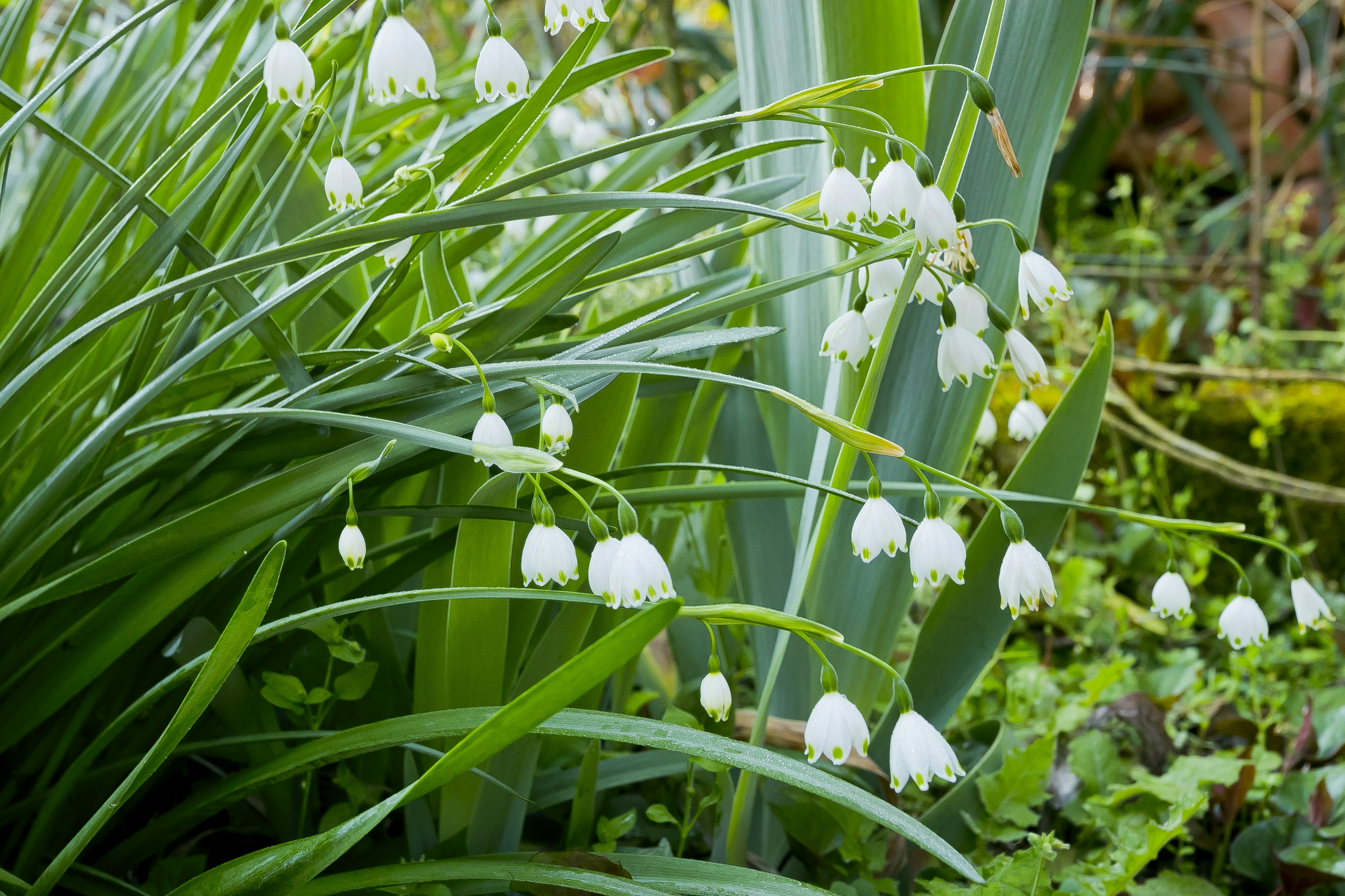 Raggruppamento di fiori bianchi a forma di campana tra il fogliame verde