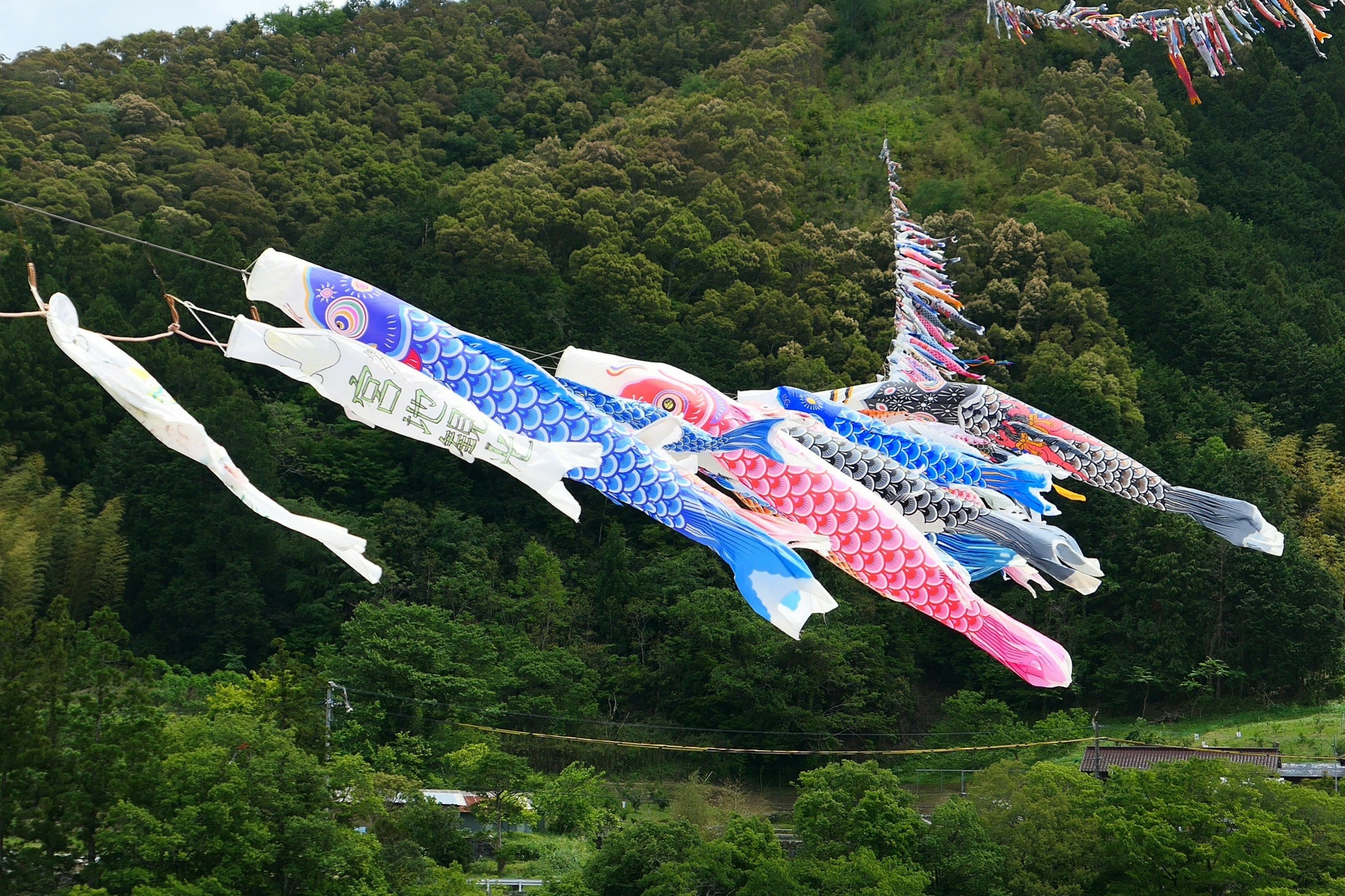 Koinobori flying in the wind against a green landscape