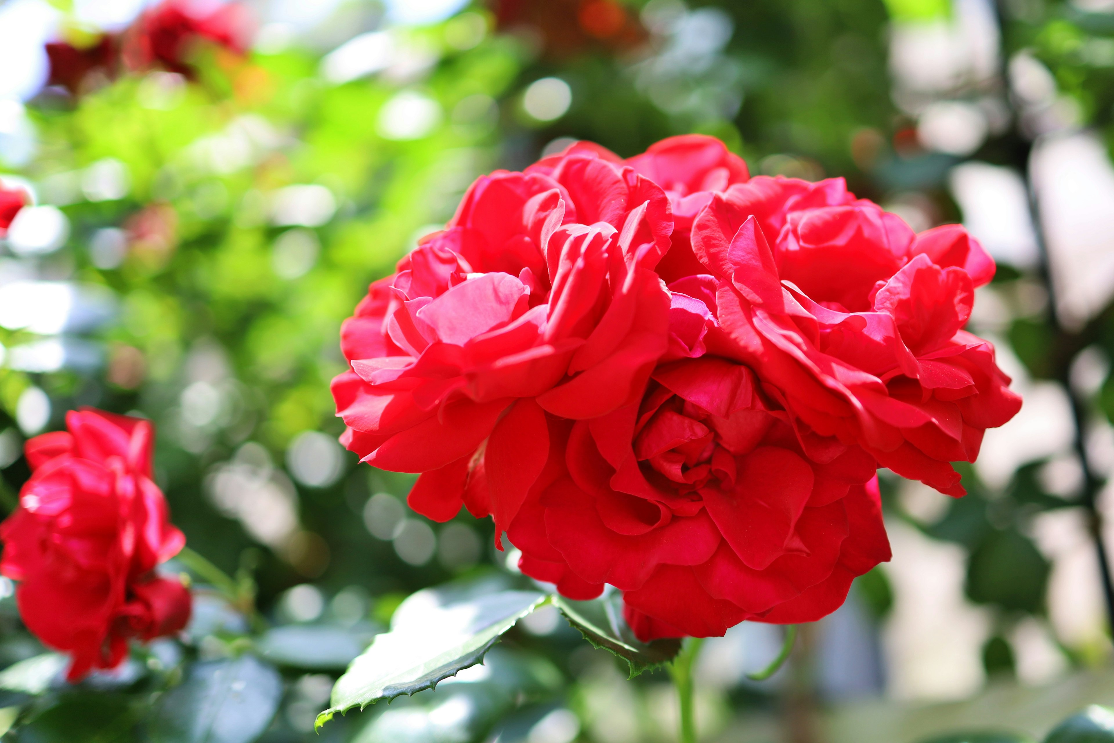 Lebendige rote Rose hebt sich vor einem grünen Hintergrund ab