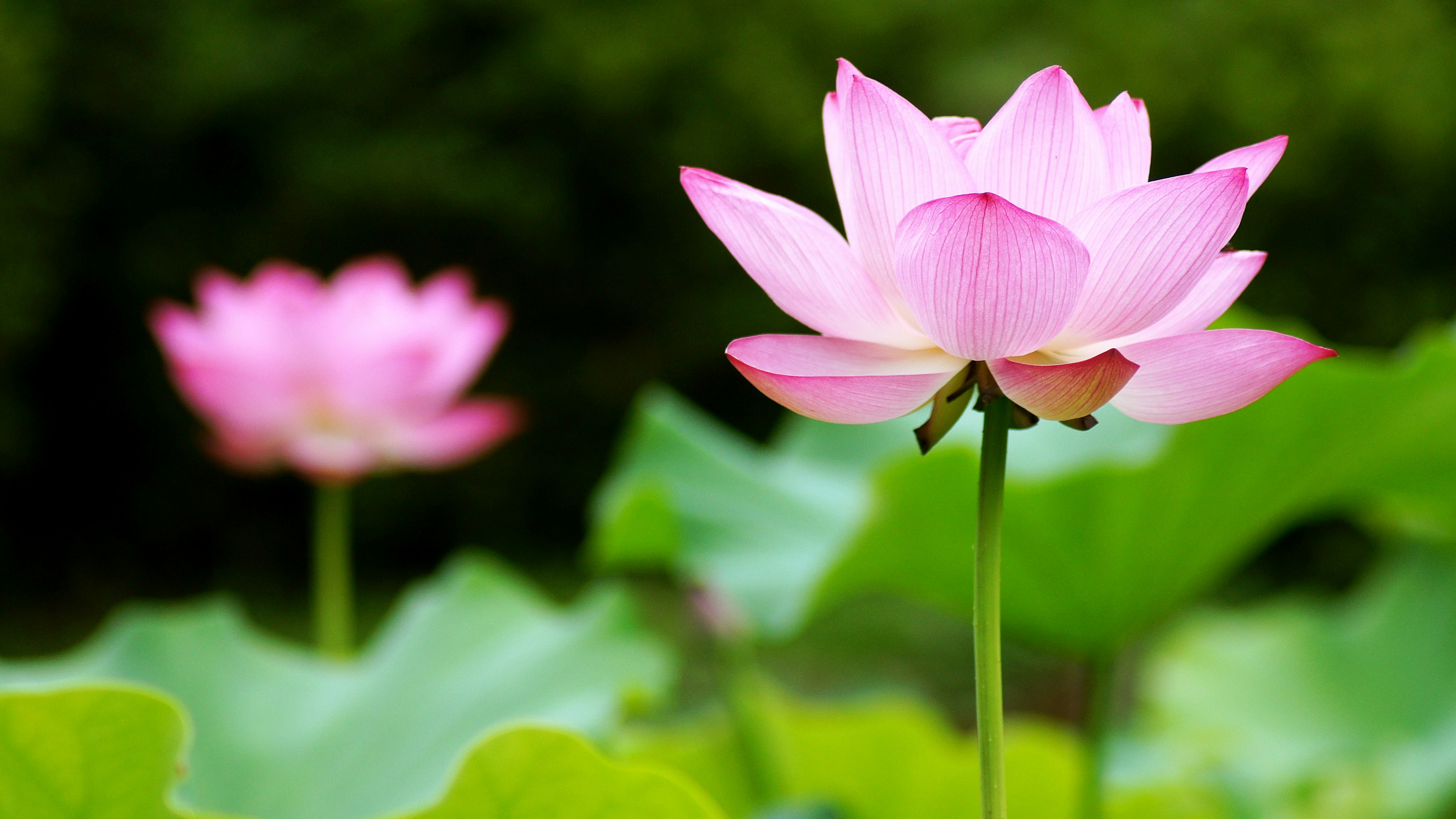 美しいピンクの蓮の花が緑の葉の間に咲いている