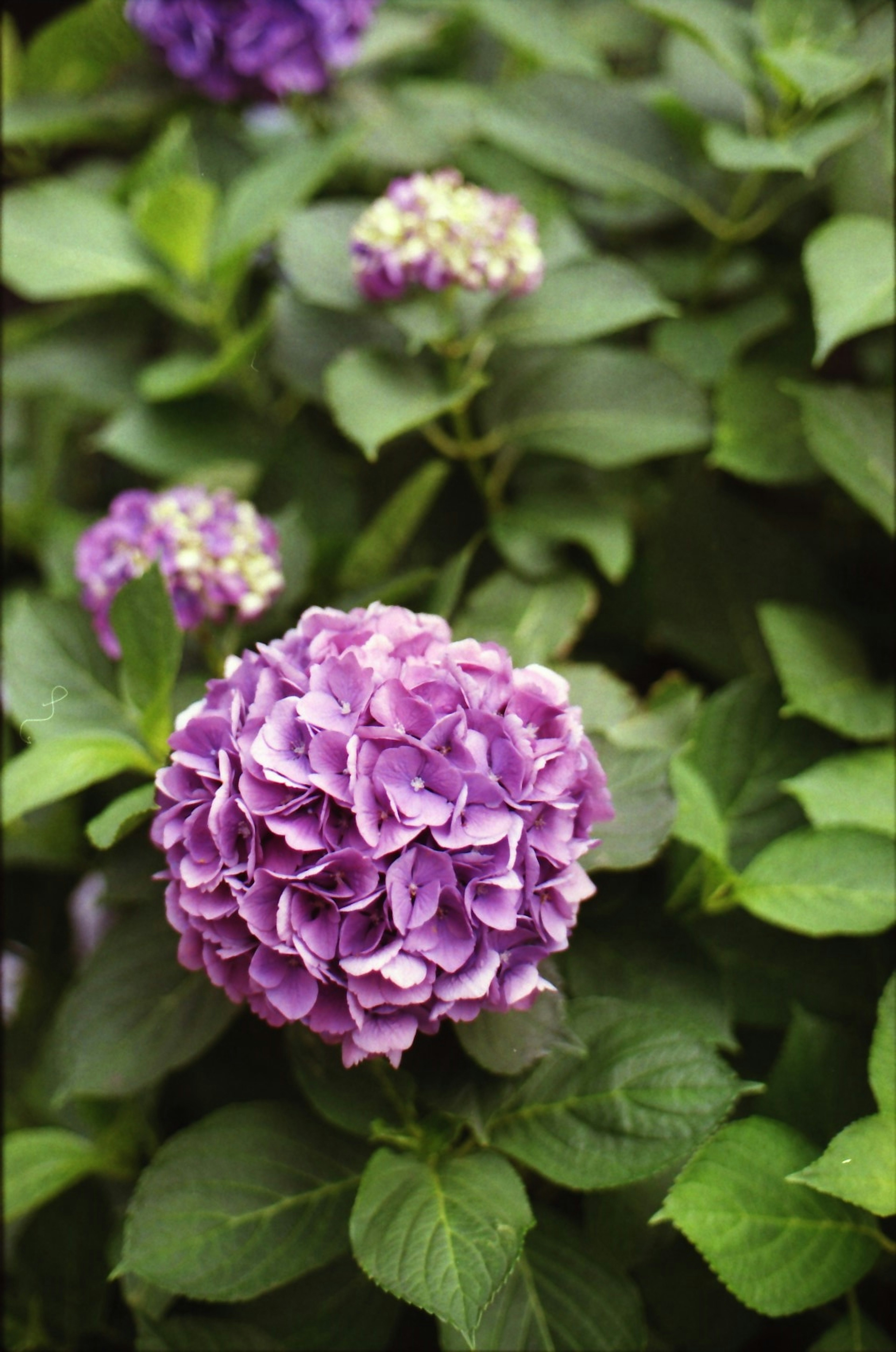 Purple hydrangea flowers with green leaves