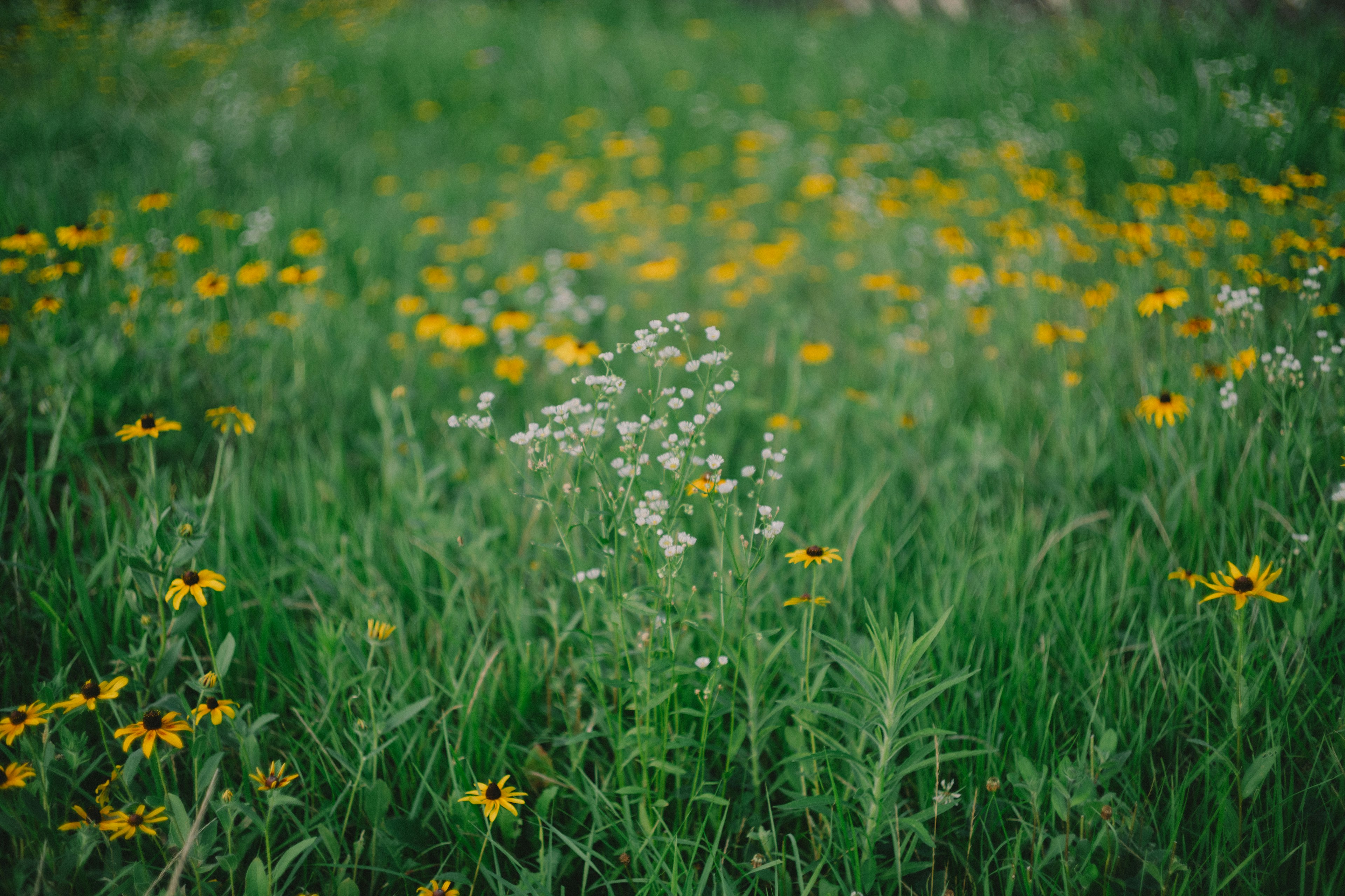 A grassy field with yellow and white flowers scattered throughout