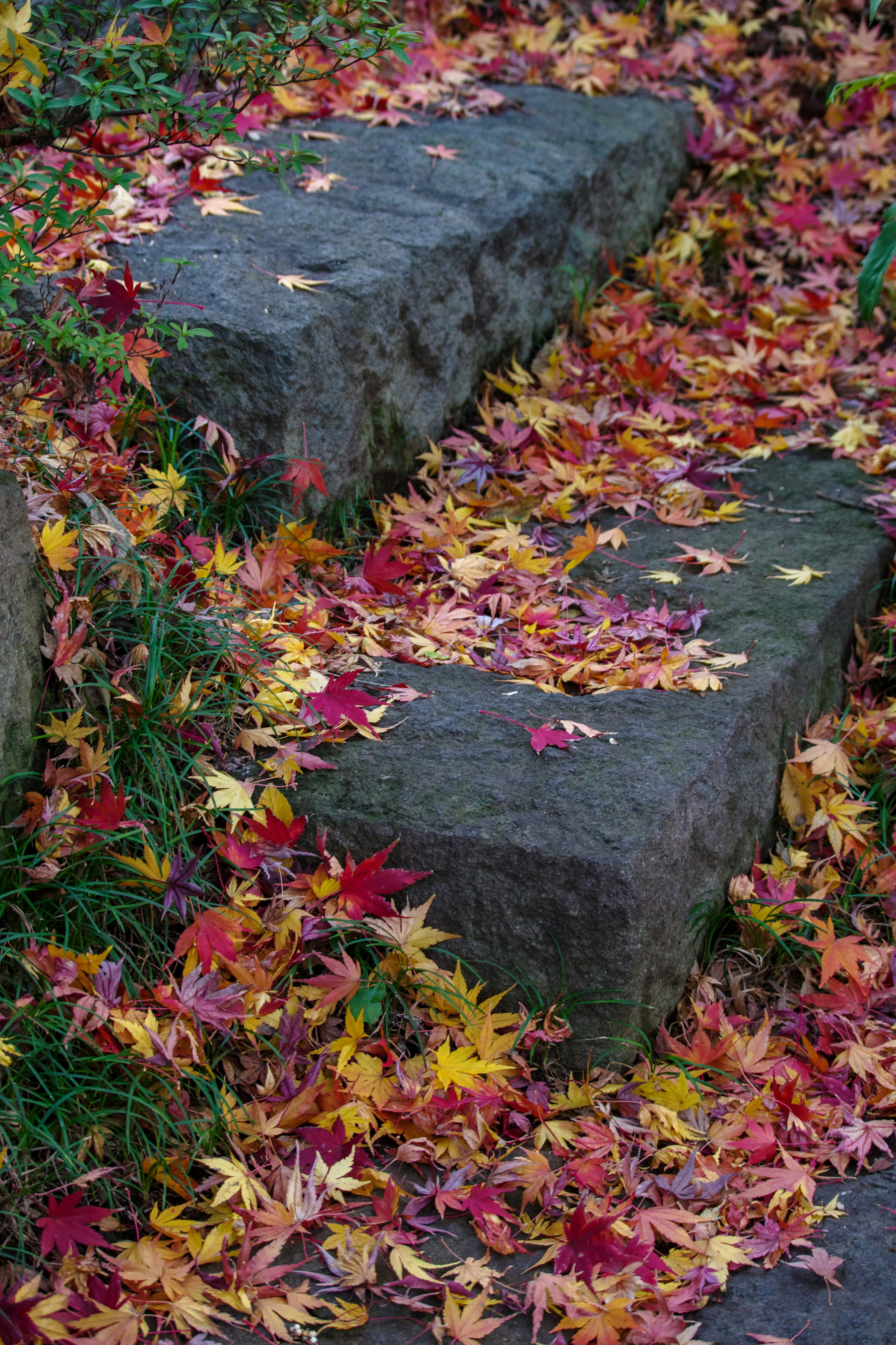 Escaleras de piedra cubiertas de hojas de otoño coloridas