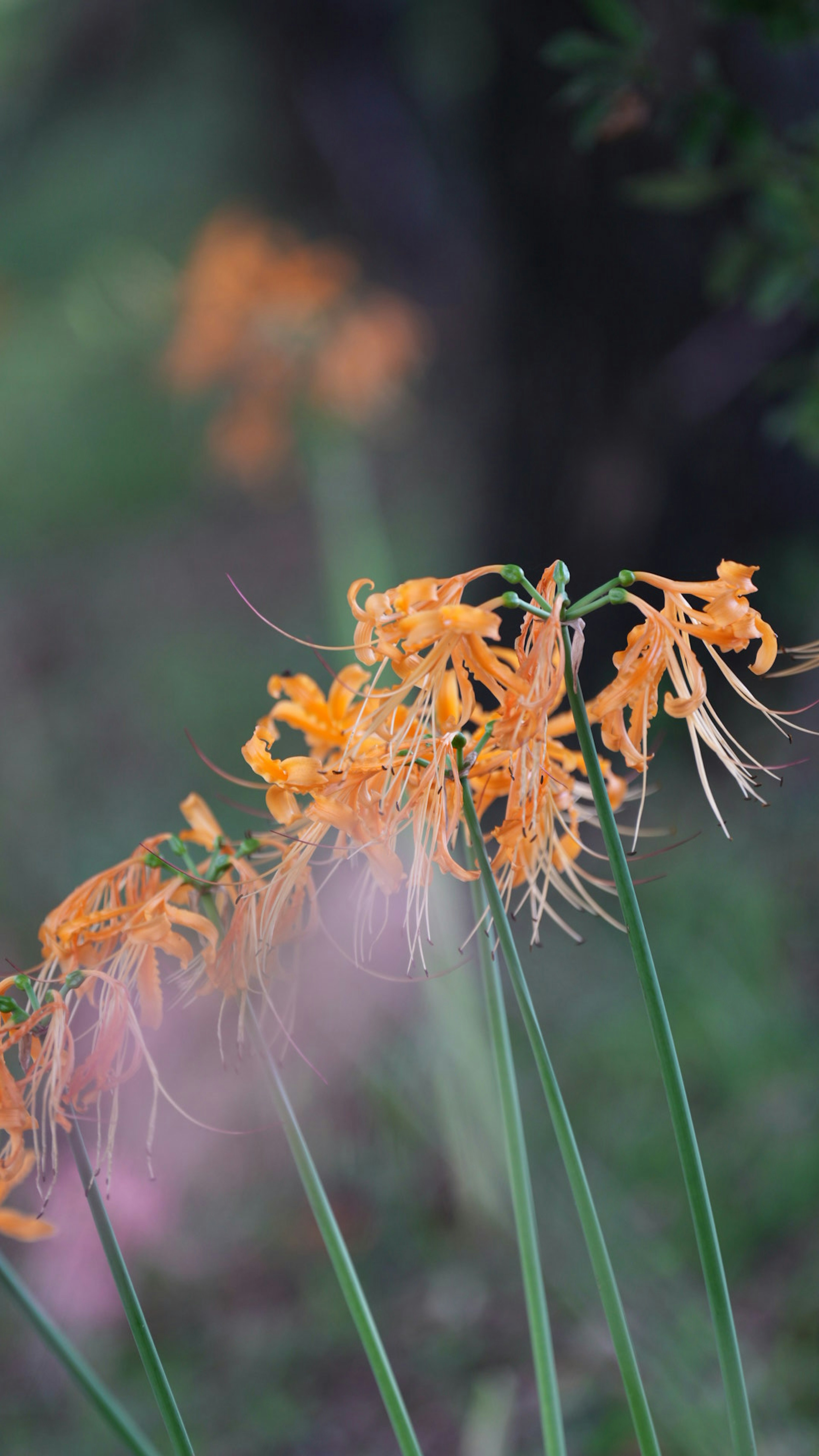 オレンジ色の花が草の中に咲いている様子