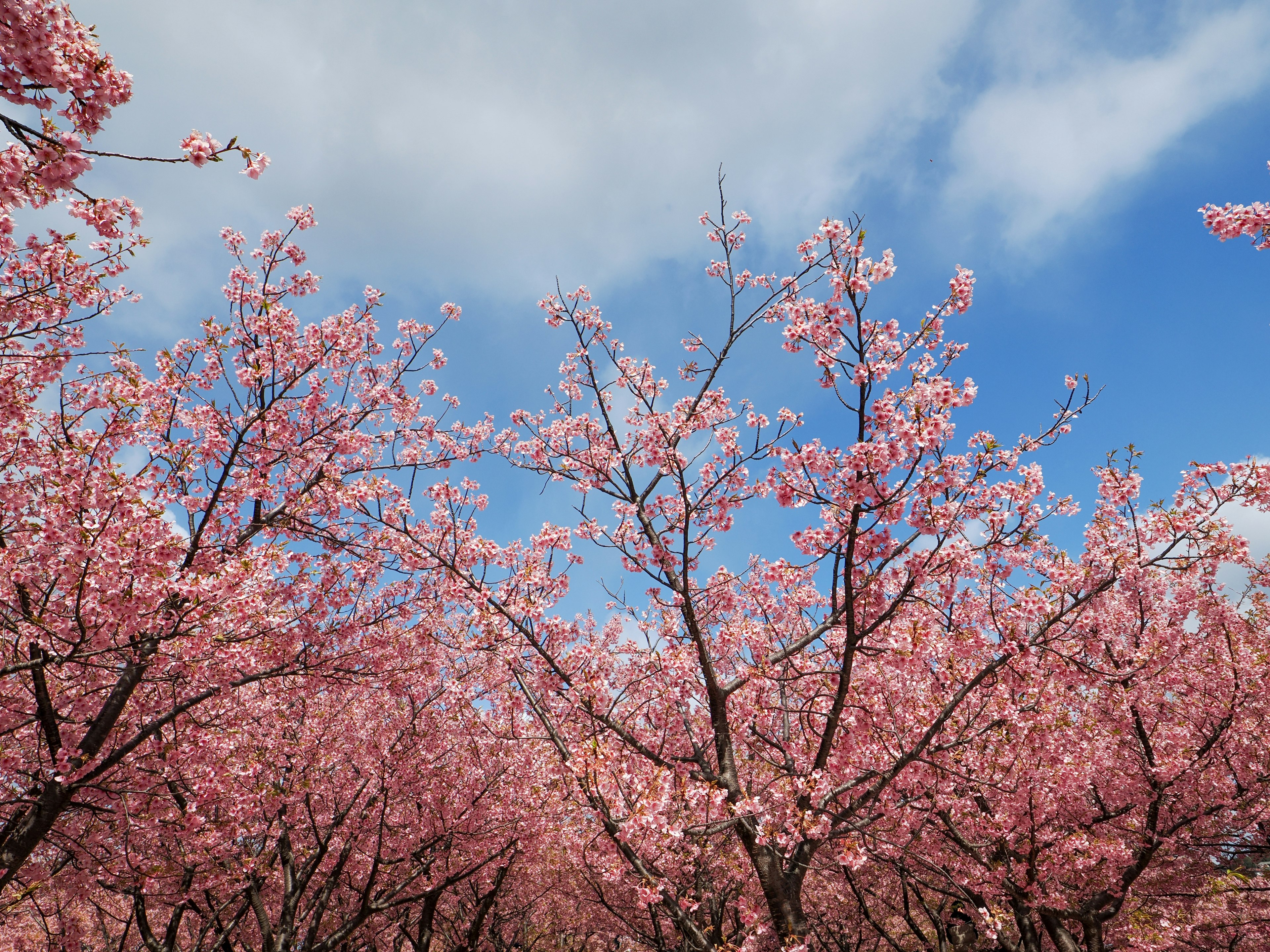 Blossoming cherry trees landscape with blue sky and white clouds